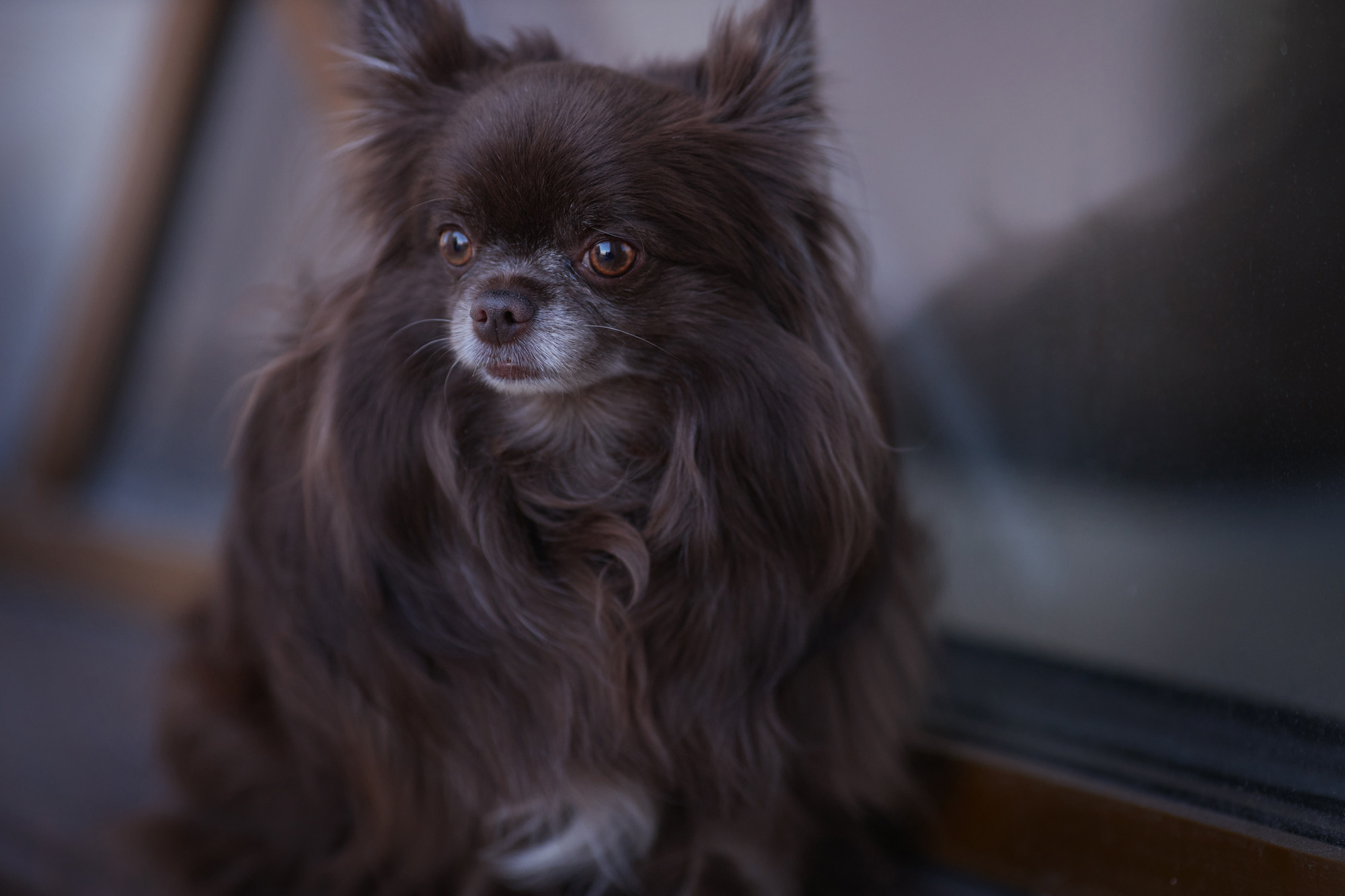 Уши, лапы, хвост. Yuliana Ra | Юлиана Ра