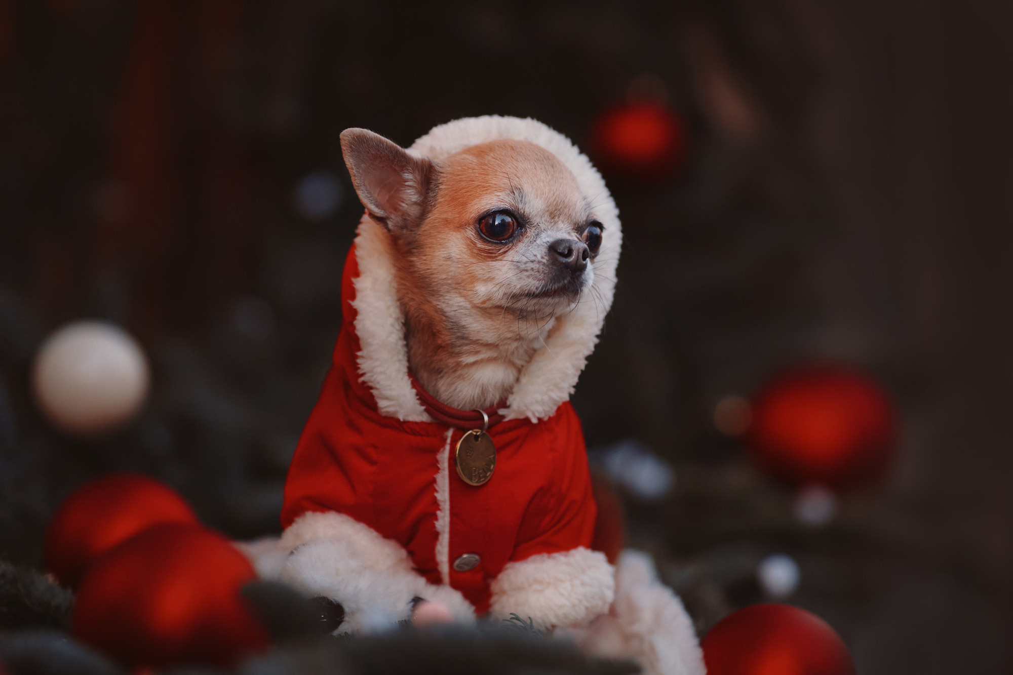 Уши, лапы, хвост. Yuliana Ra | Юлиана Ра