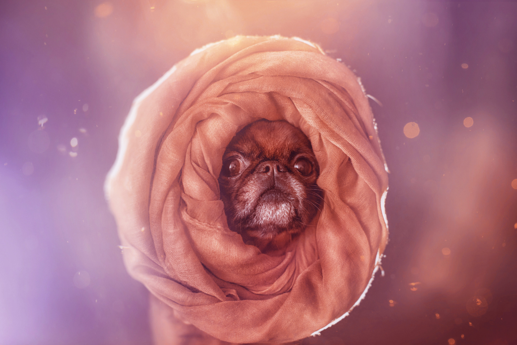 Уши, лапы, хвост. Yuliana Ra | Юлиана Ра