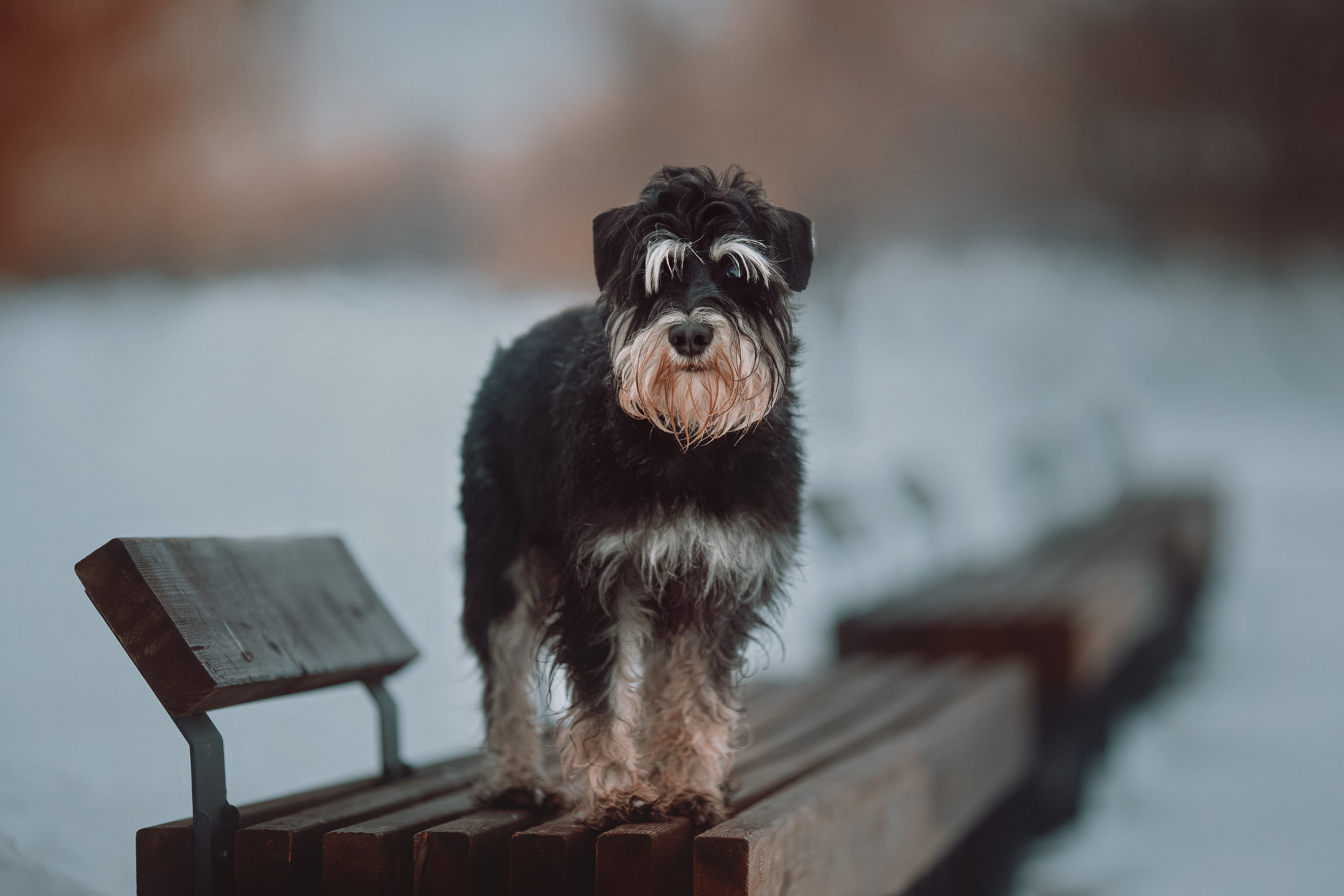 Уши, лапы, хвост. Yuliana Ra | Юлиана Ра