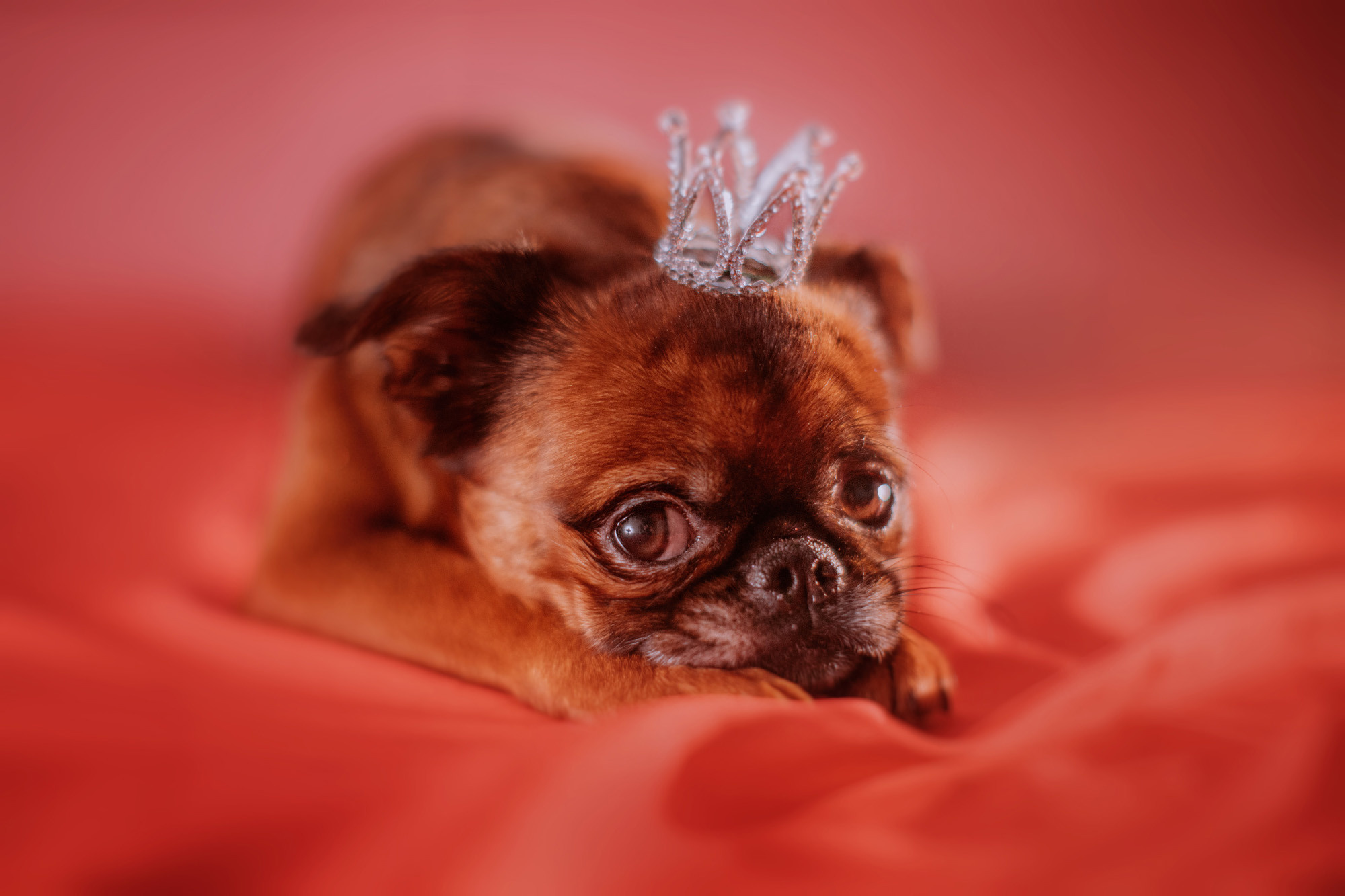 Уши, лапы, хвост. Yuliana Ra | Юлиана Ра