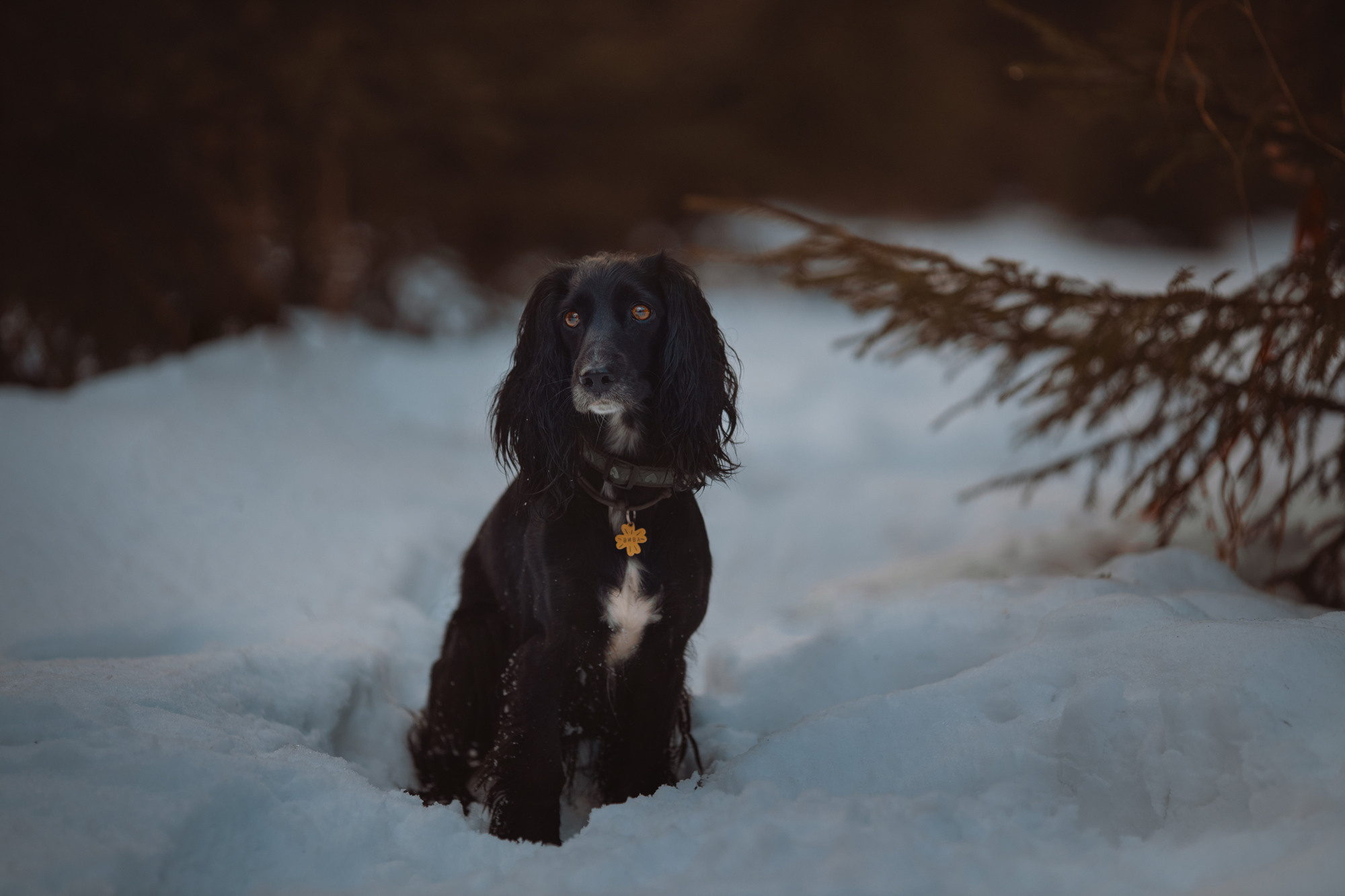 Уши, лапы, хвост. Yuliana Ra | Юлиана Ра