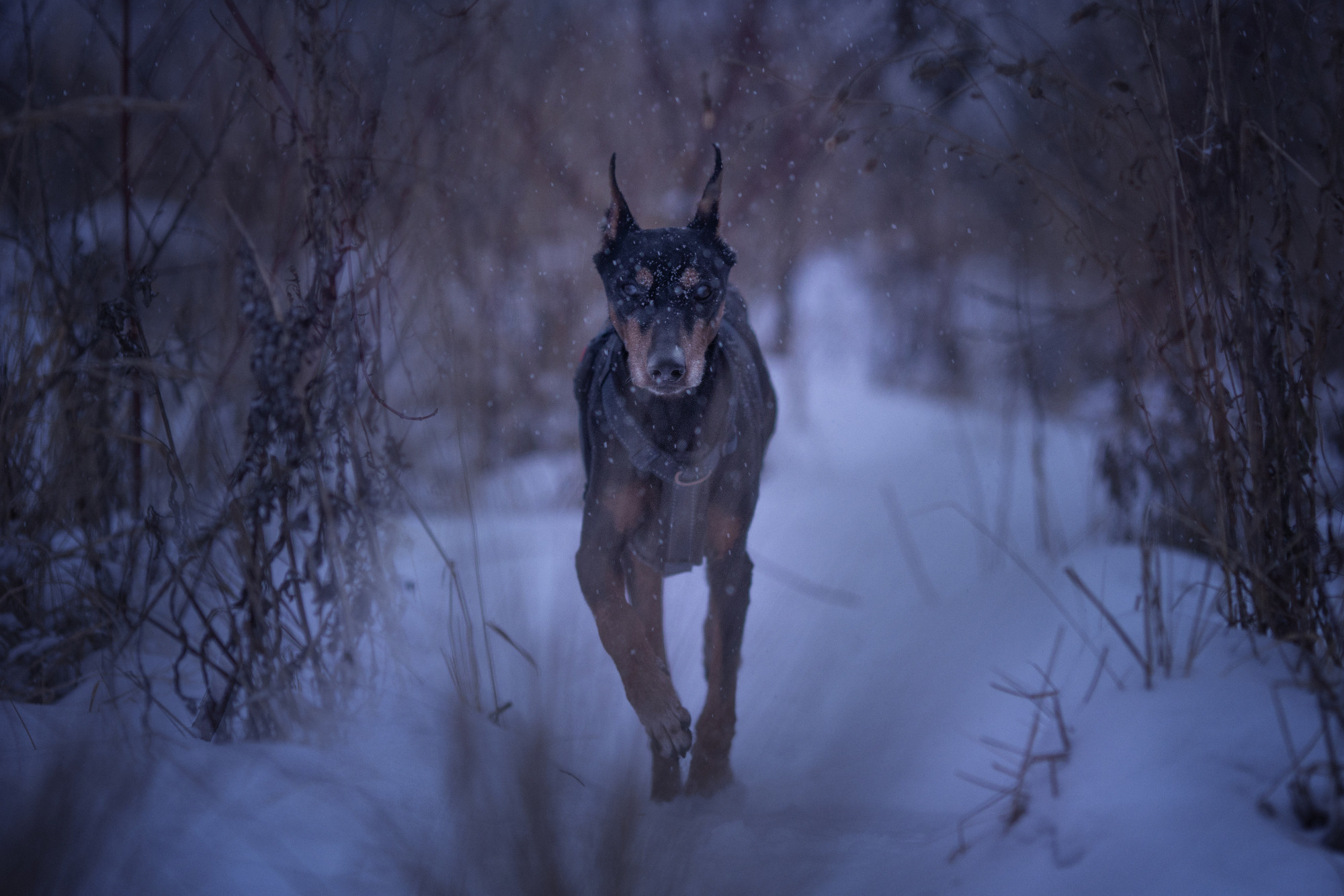 Уши, лапы, хвост. Yuliana Ra | Юлиана Ра