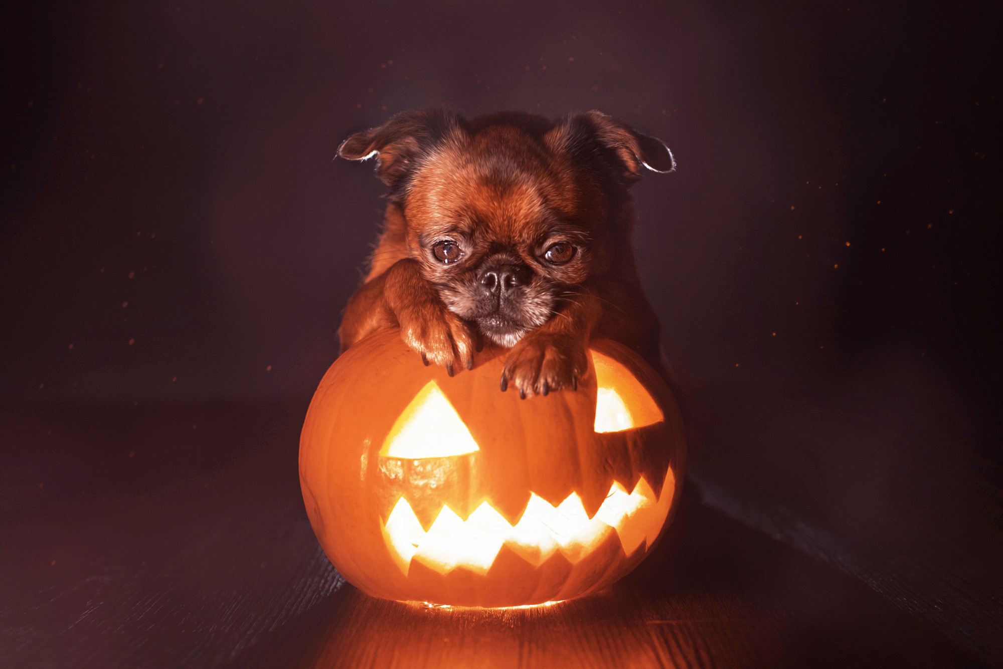 Уши, лапы, хвост. Yuliana Ra | Юлиана Ра