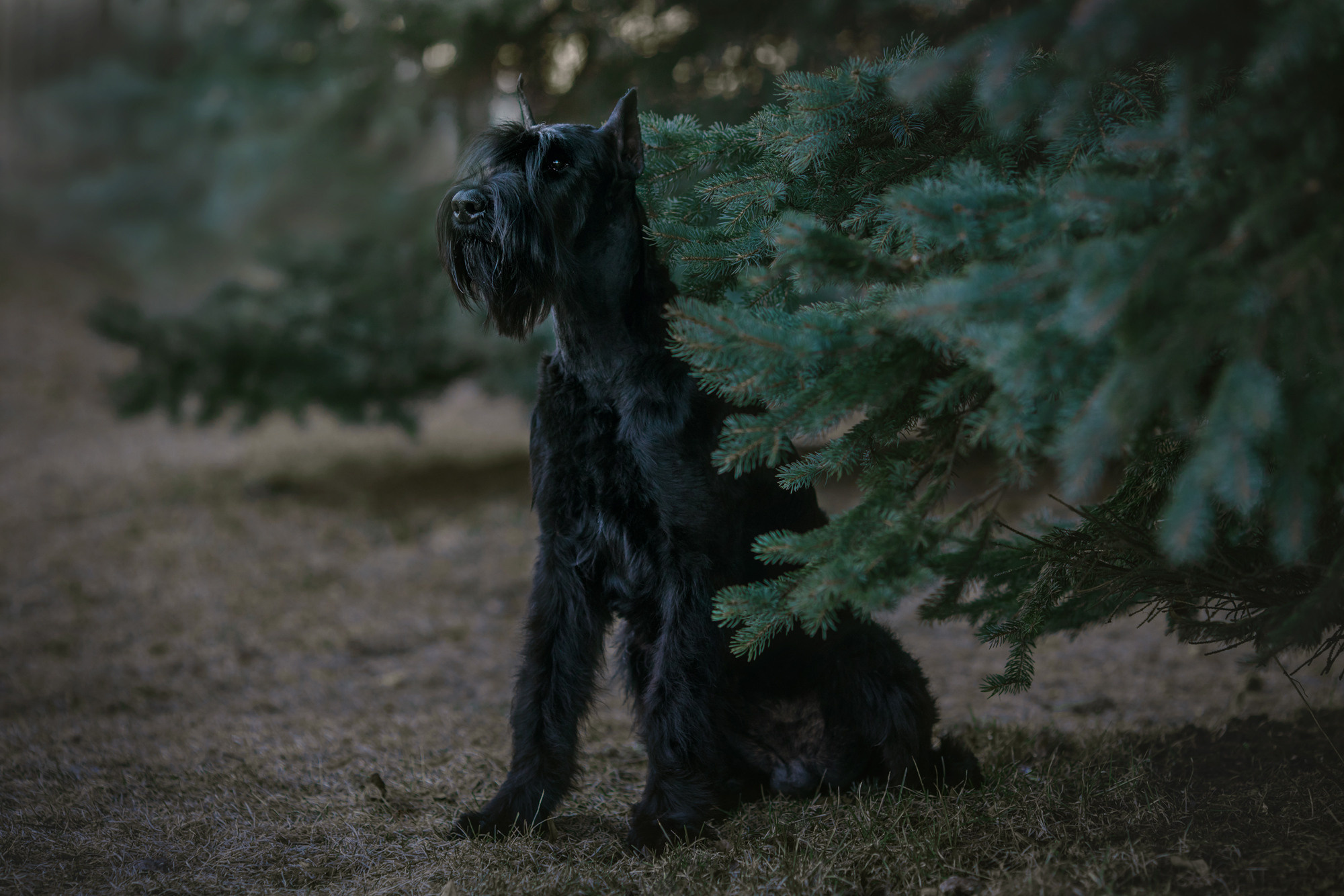 Уши, лапы, хвост. Yuliana Ra | Юлиана Ра