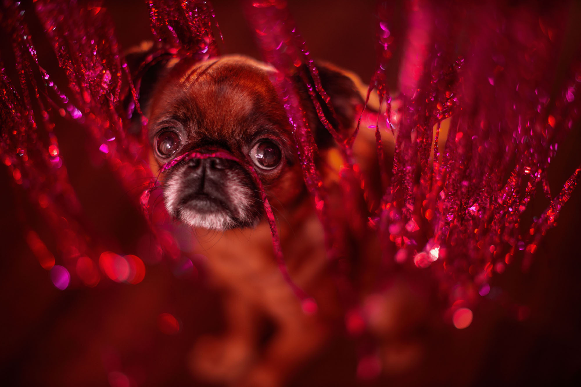 Уши, лапы, хвост. Yuliana Ra | Юлиана Ра