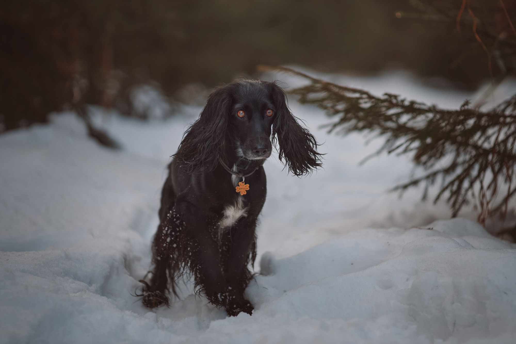 Уши, лапы, хвост. Yuliana Ra | Юлиана Ра