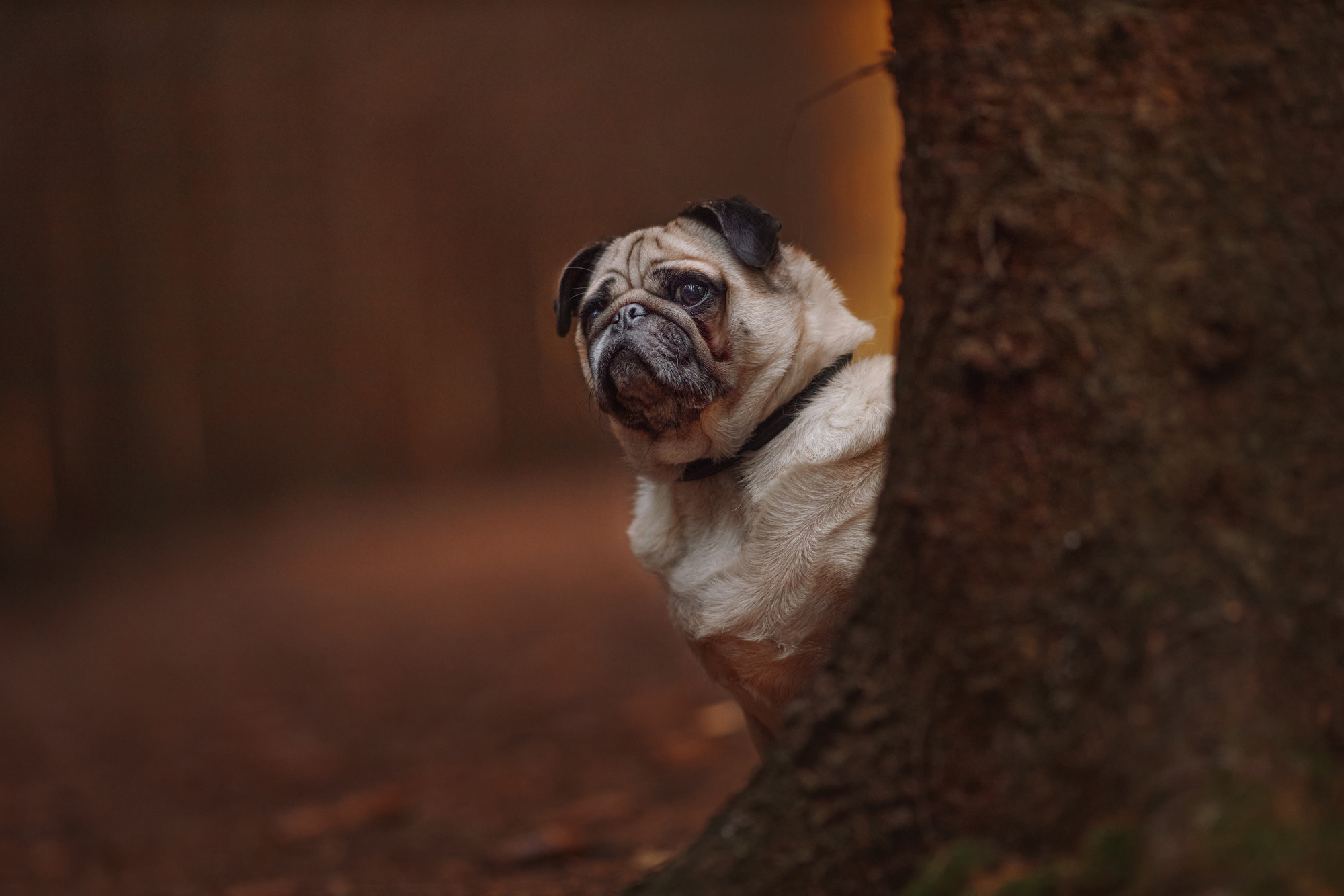 Уши, лапы, хвост. Yuliana Ra | Юлиана Ра