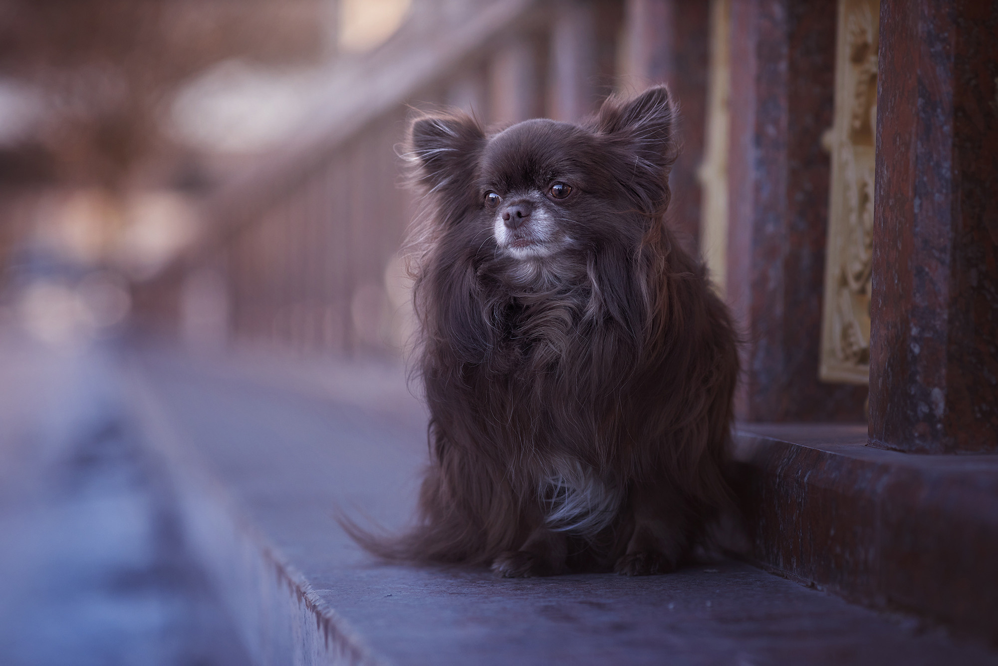 Уши, лапы, хвост. Yuliana Ra | Юлиана Ра