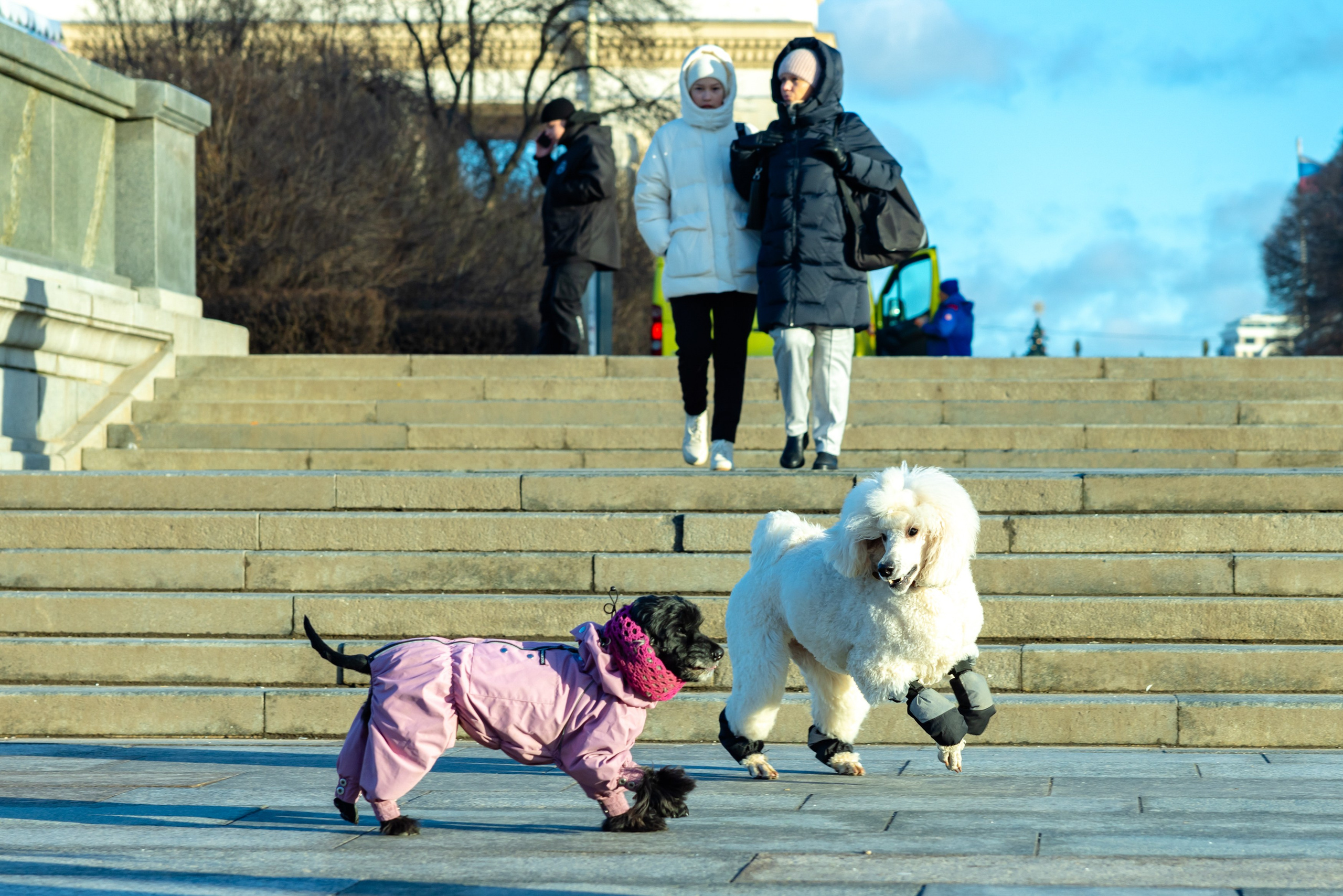 Клуб грумеров (прогулка и семинары). Виктория Зудина — фотограф в Москве