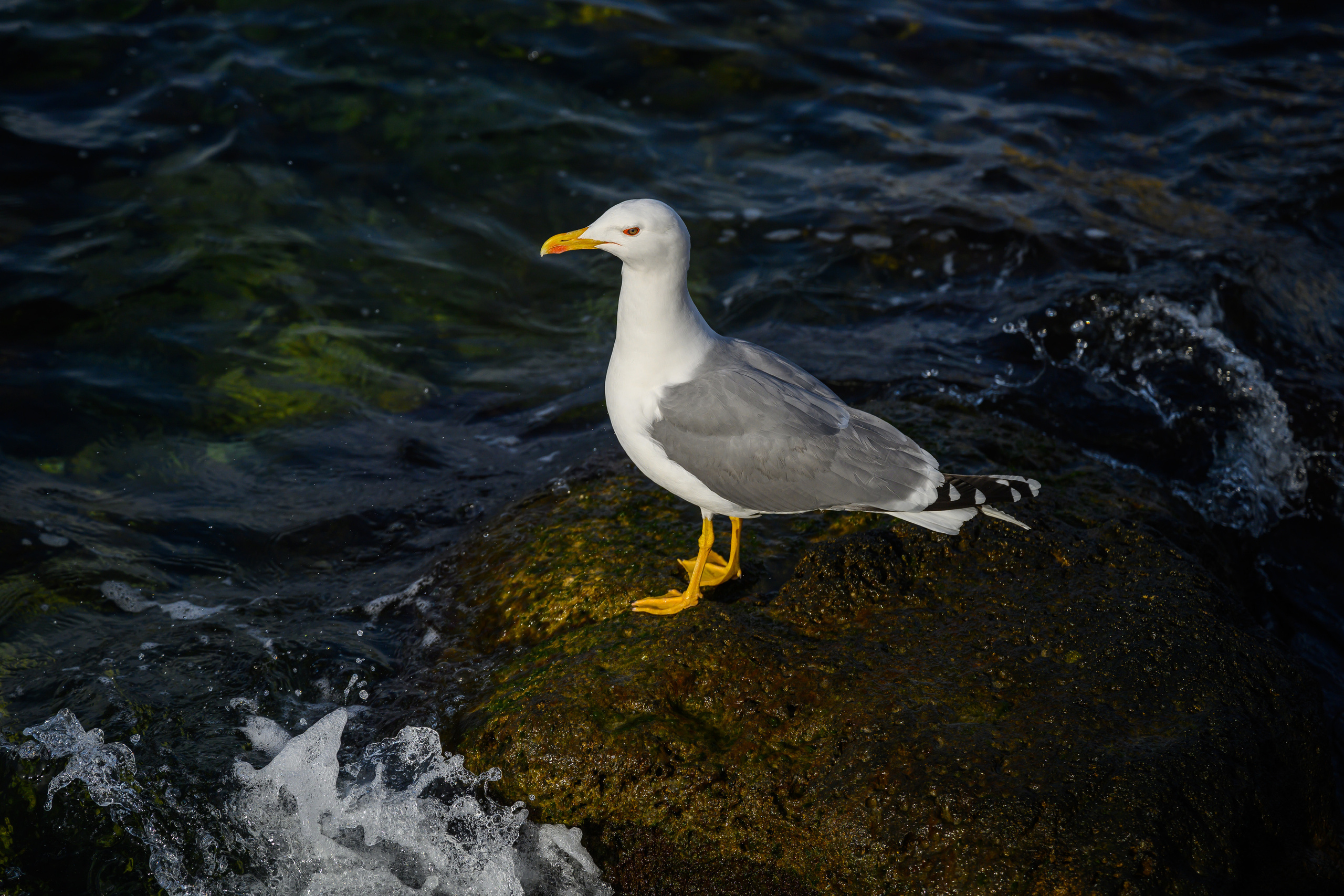 Crimea, 2021. Dimitri Bakhtadze photographer