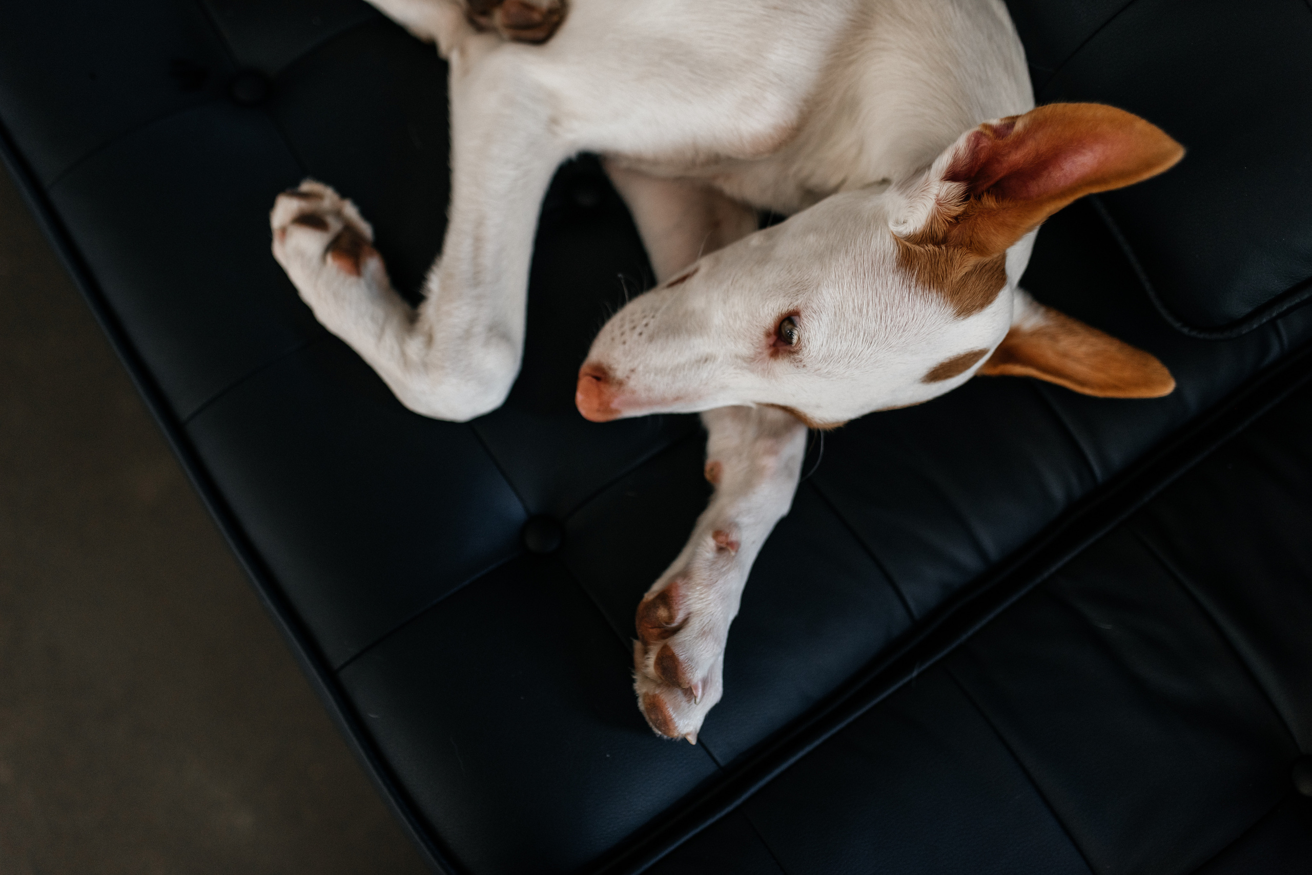 Алена+Денис+Маруся+Илья+Кокос+Груша. Костюшко Кристина — семейный и свадебный фотограф в Минске