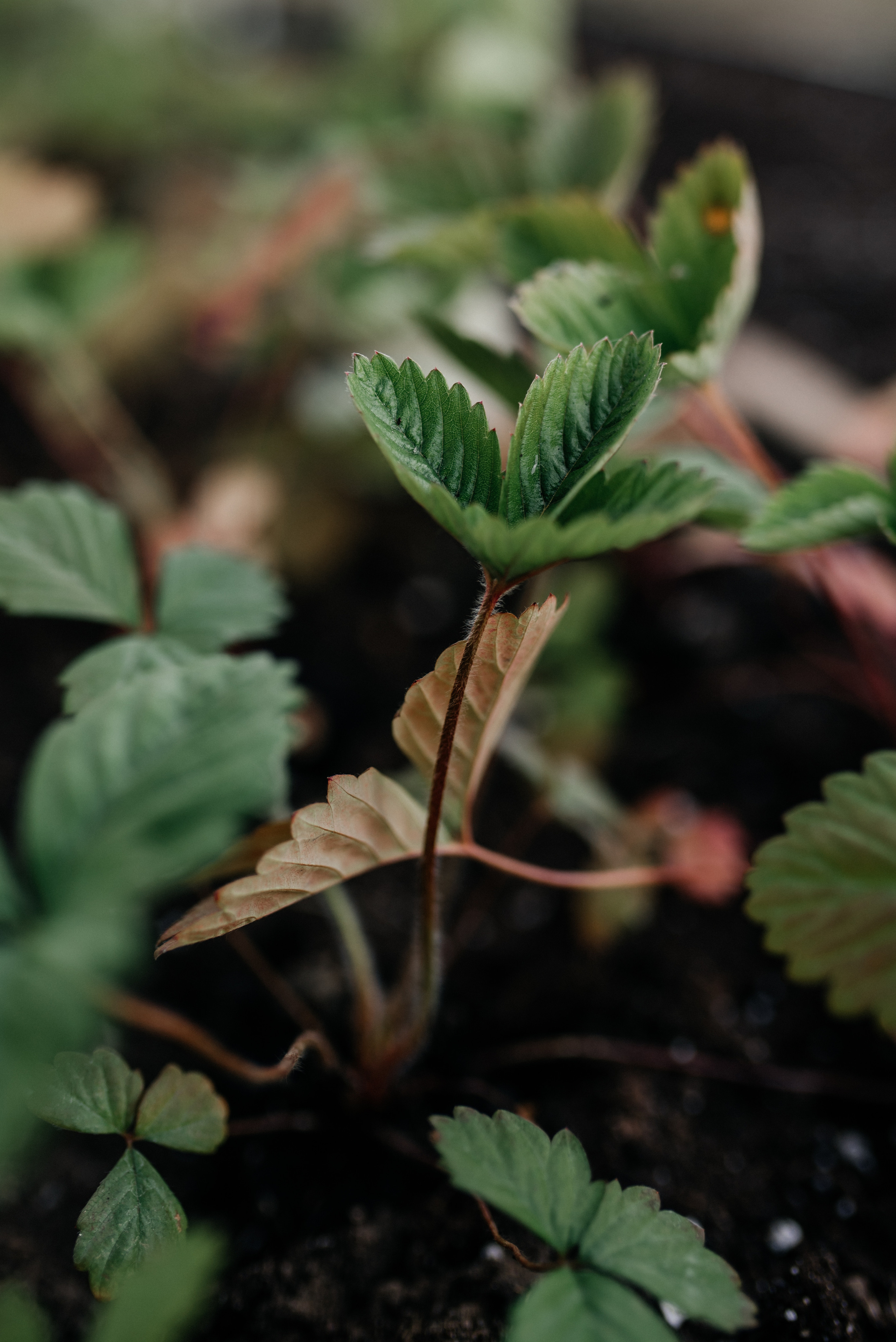 Настя+Нина. Костюшко Кристина — семейный и свадебный фотограф в Минске