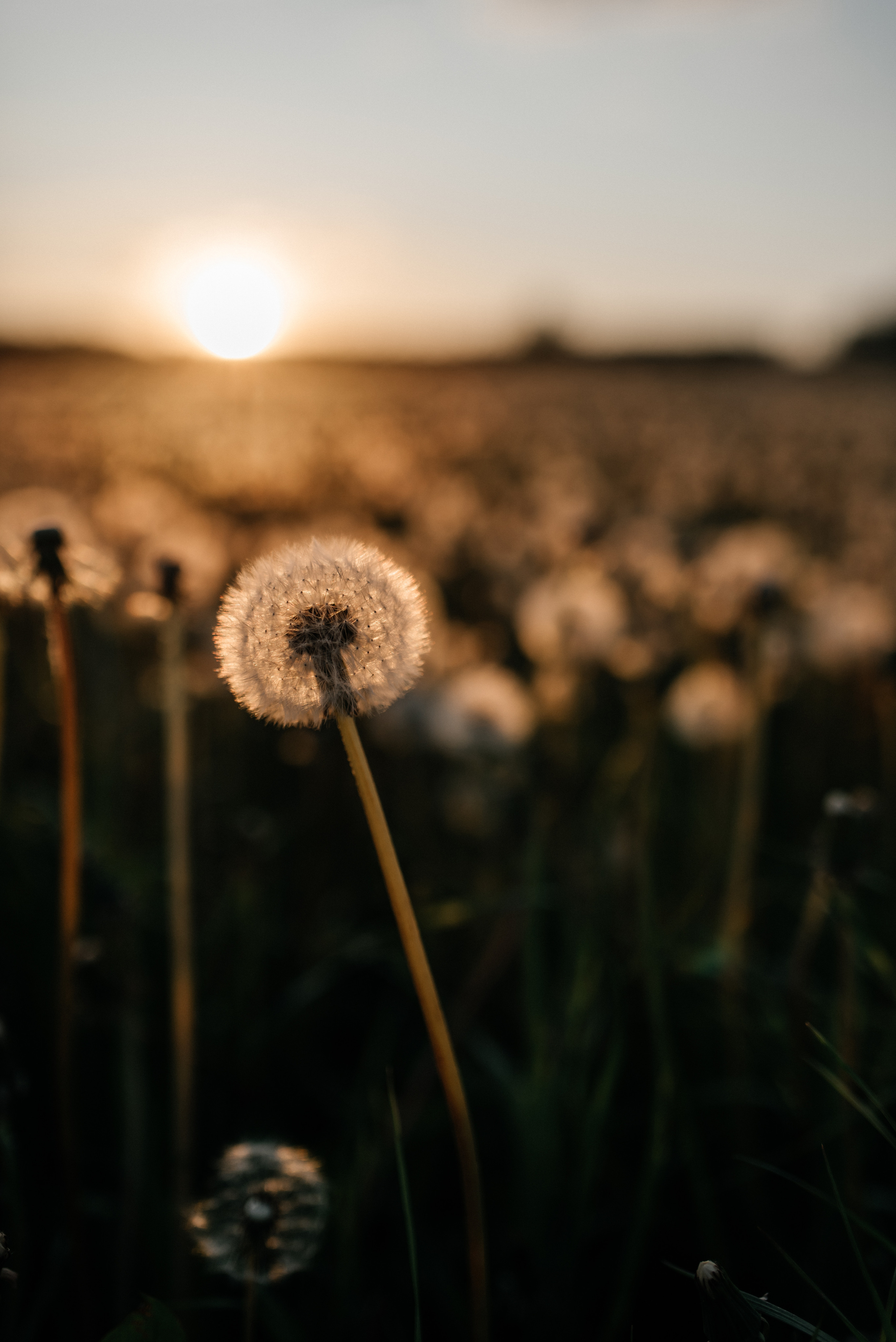 Диана+Тёма. Костюшко Кристина — семейный и свадебный фотограф в Минске