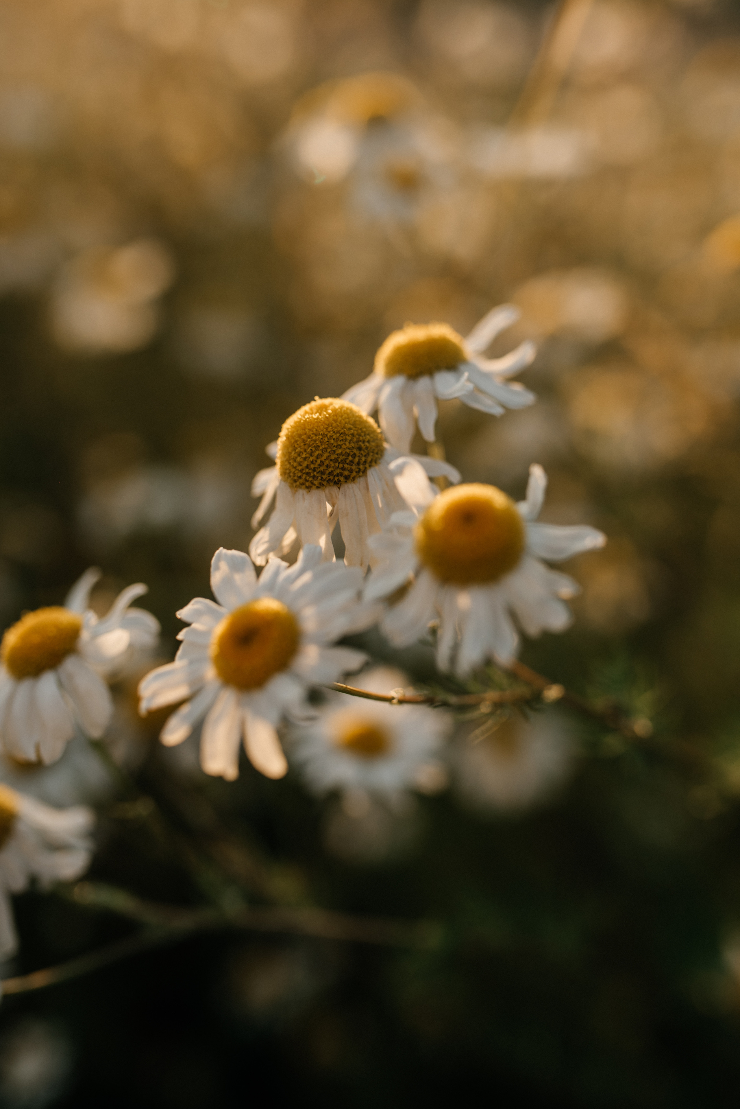 Юля. Костюшко Кристина — семейный и свадебный фотограф в Минске