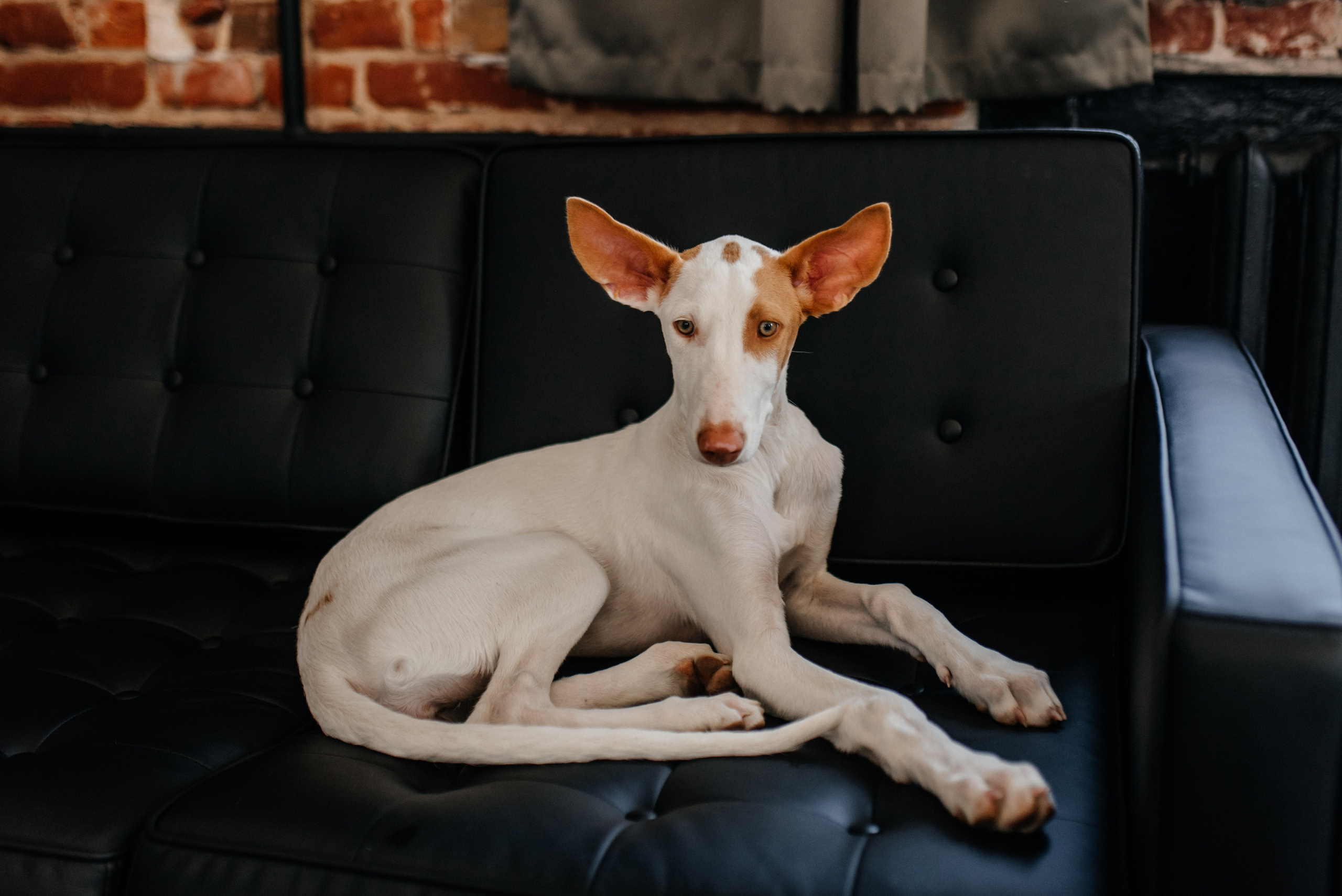 Алена+Денис+Маруся+Илья+Кокос+Груша. Костюшко Кристина — семейный и свадебный фотограф в Минске