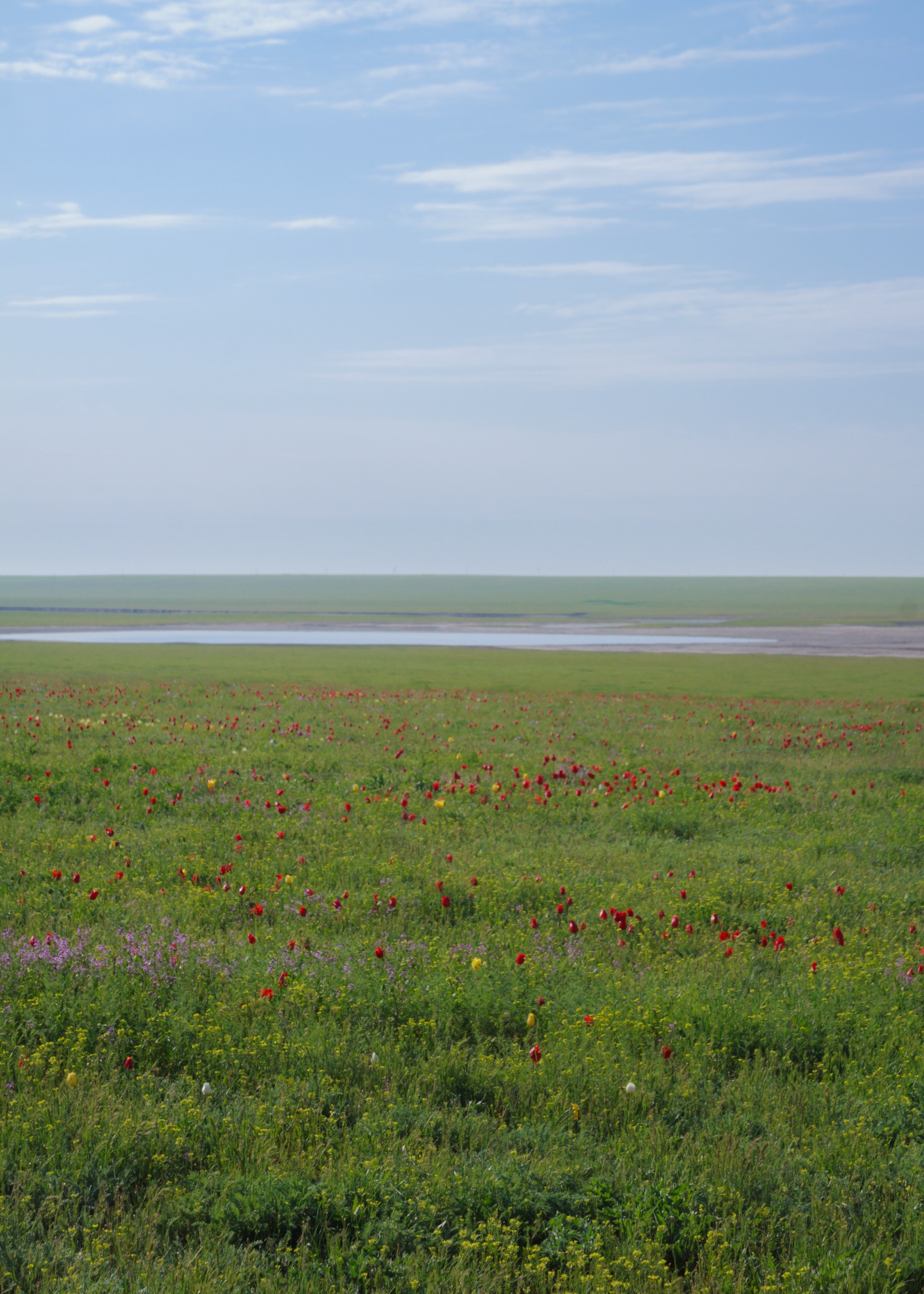 Тюльпаны и цветущая степь весной