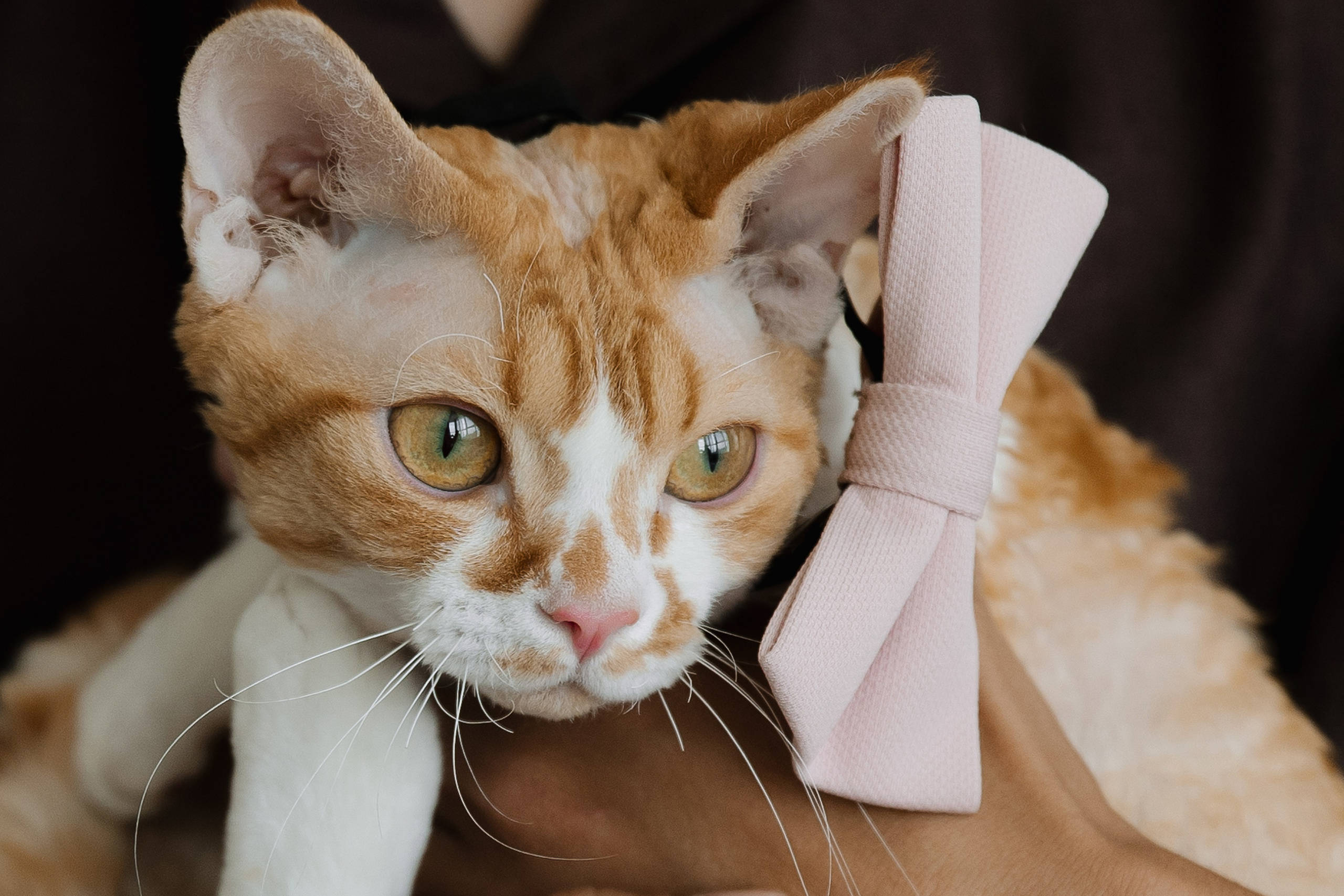 Павел и Елена. Свадебный и семейный фотограф Харольцева Наталья
