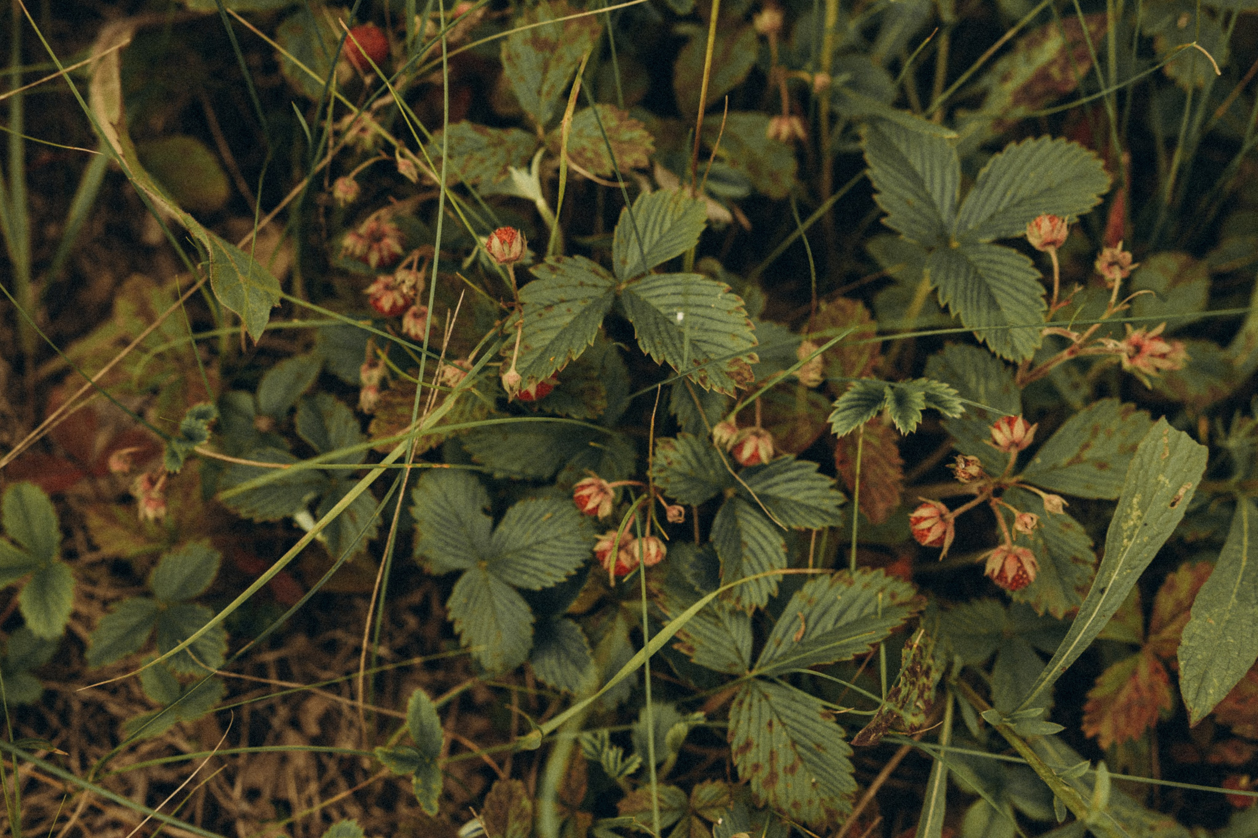 Вкус лета. Семейный фотограф в Мурманске Екатерина Юшкова