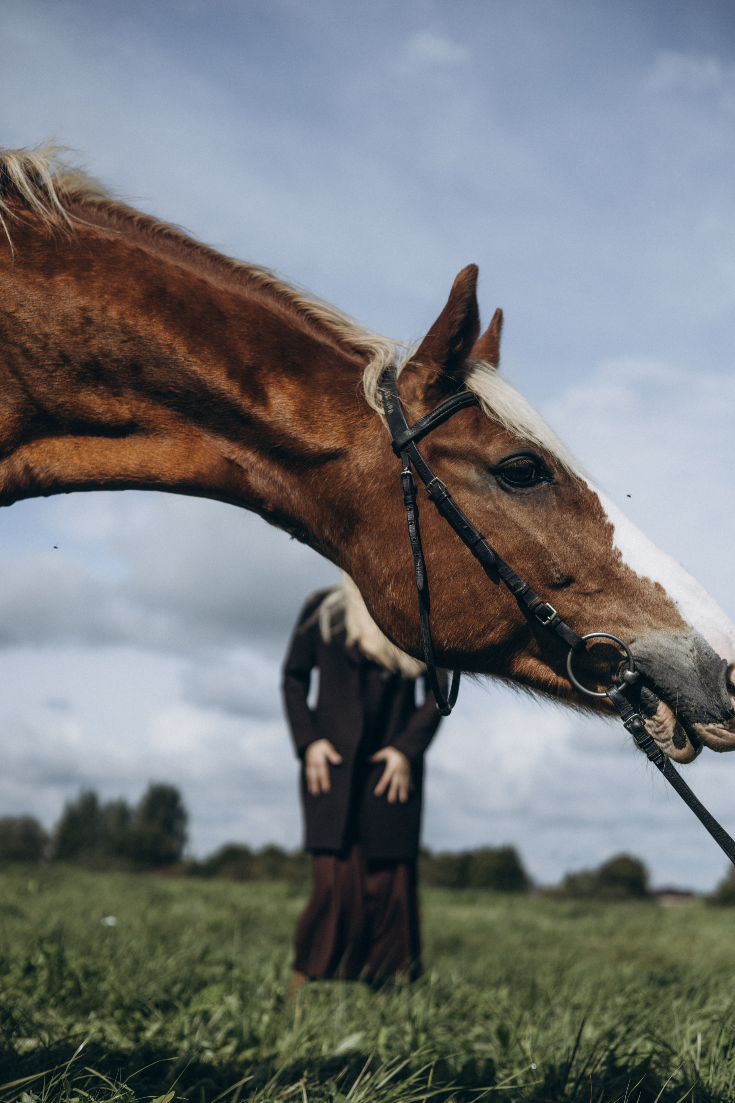 История любви девушки и лошади. Главная