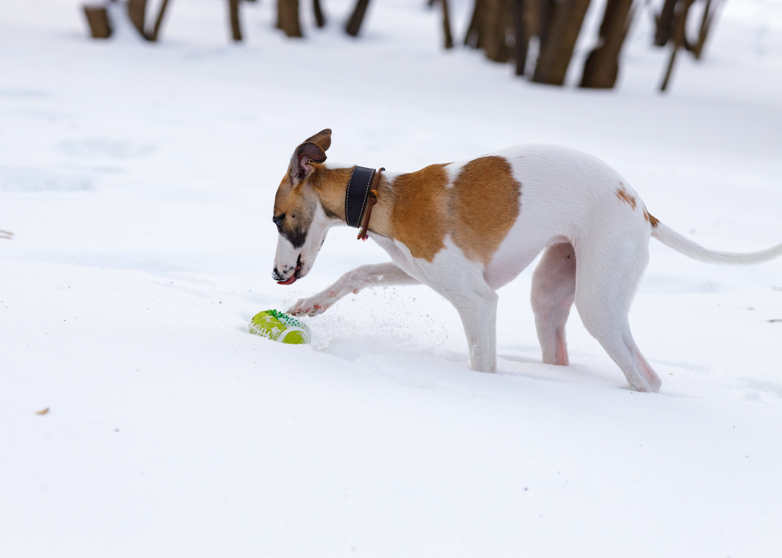 Ланди. Анна Самохина. Фотограф. Москва
