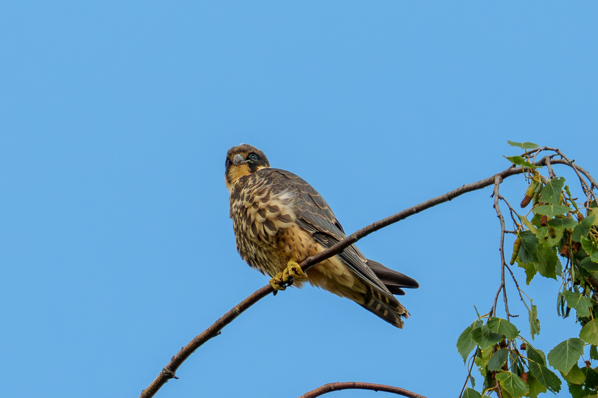 Удивительные мир птиц. Вокруг нас столько прекрасного — присмотритесь!. Ваш личный фотограф Марина Волкова