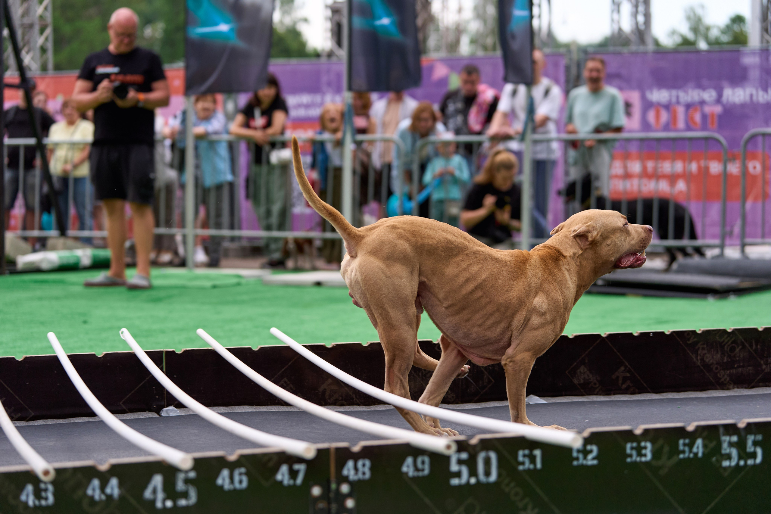 4 лапы Фест. Многоборье. Фотограф-анималист Михаил Манухин