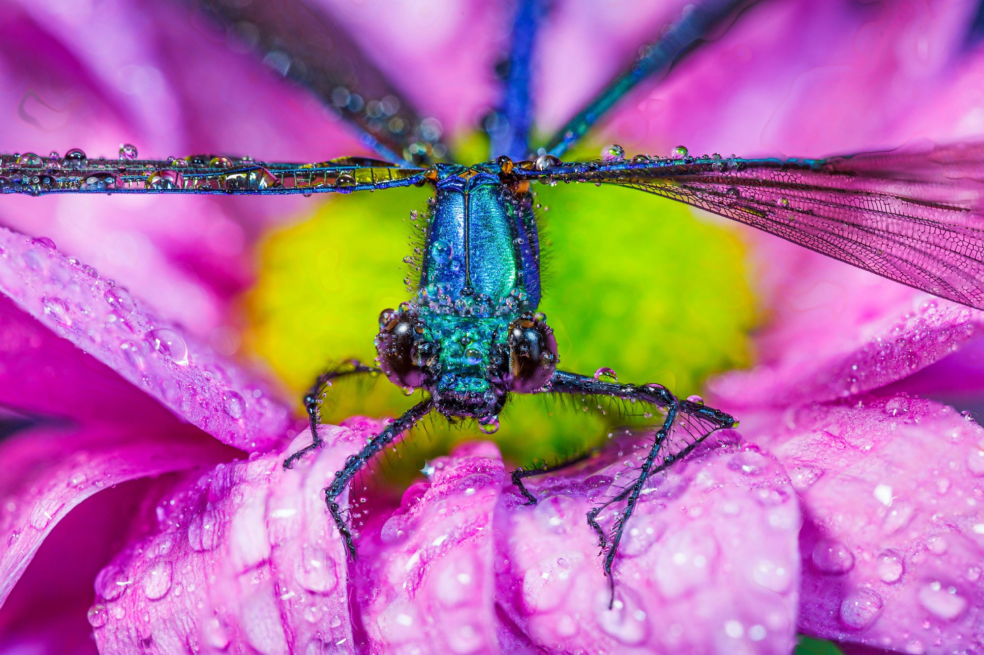 свадебный фотограф Геленджик