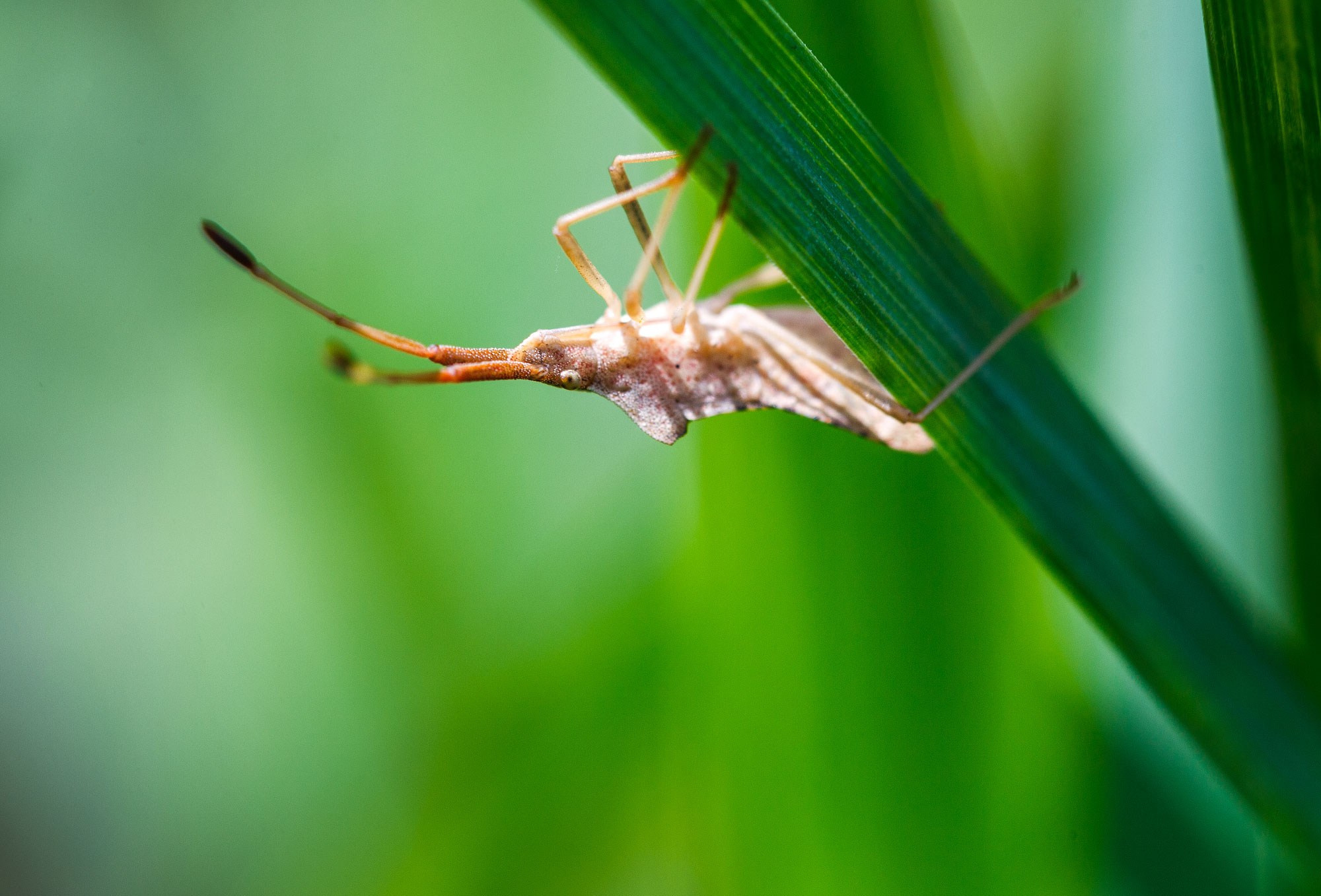 свадебный фотограф Геленджик