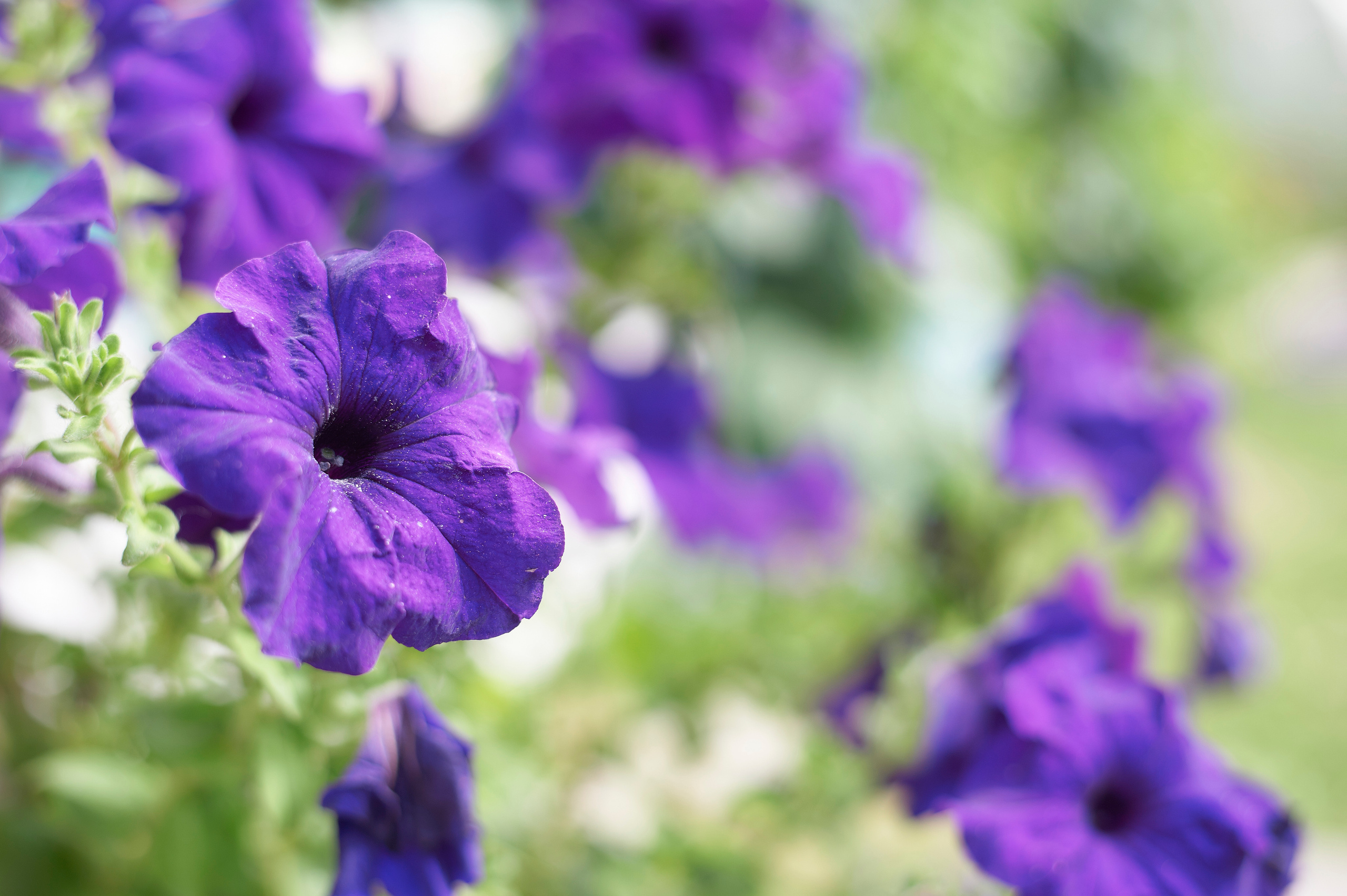 Снимки для продажи. Портретный, семейный и beauty фотограф в Краснодаре Артемий Сметанин