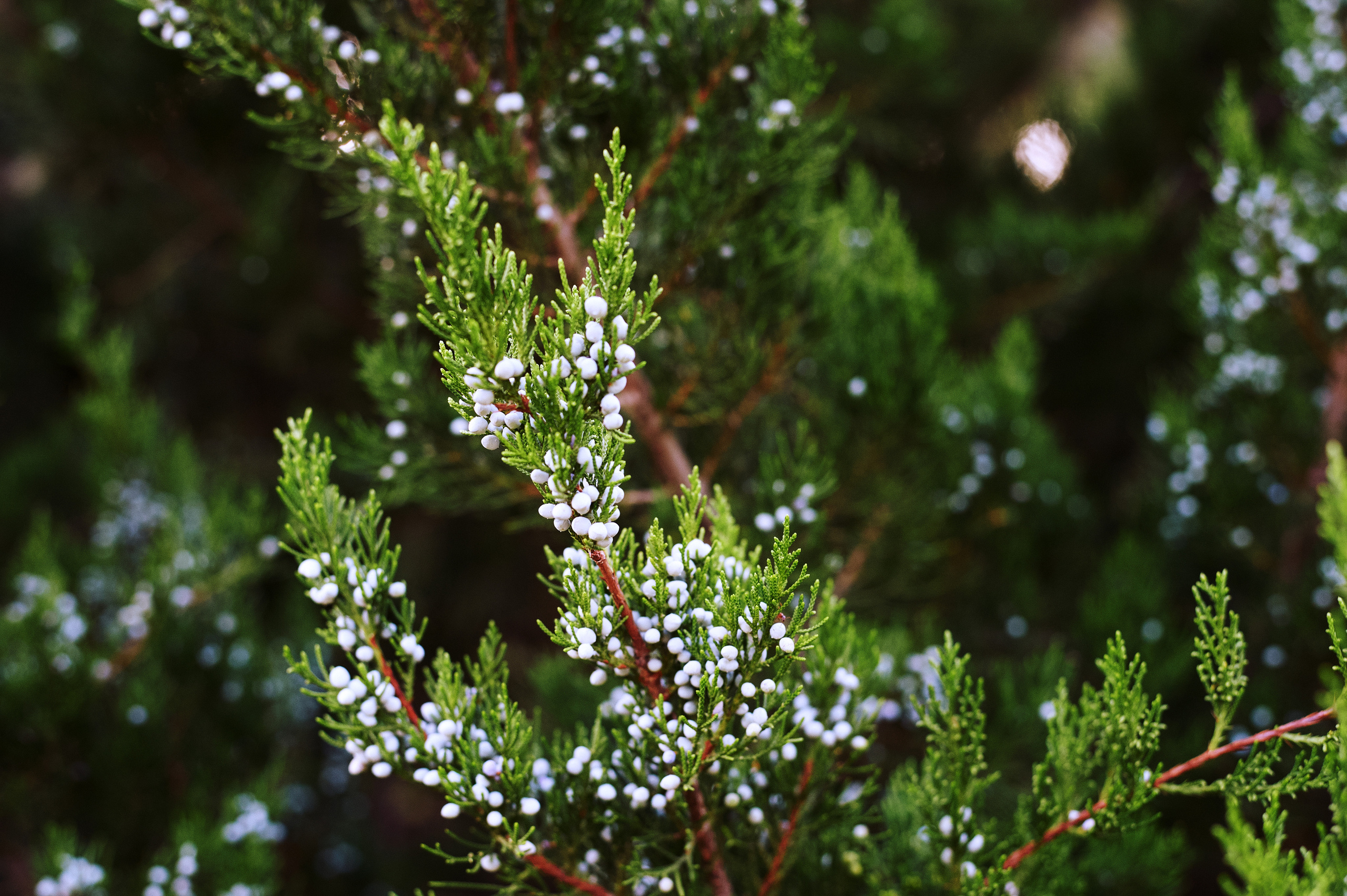 Снимки для продажи. Портретный, семейный и beauty фотограф в Краснодаре Артемий Сметанин