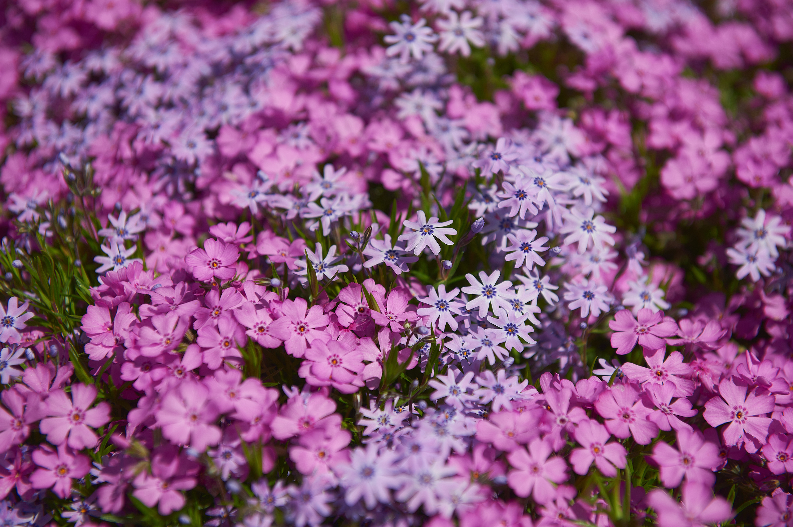 Снимки для продажи. Портретный, семейный и beauty фотограф в Краснодаре Артемий Сметанин