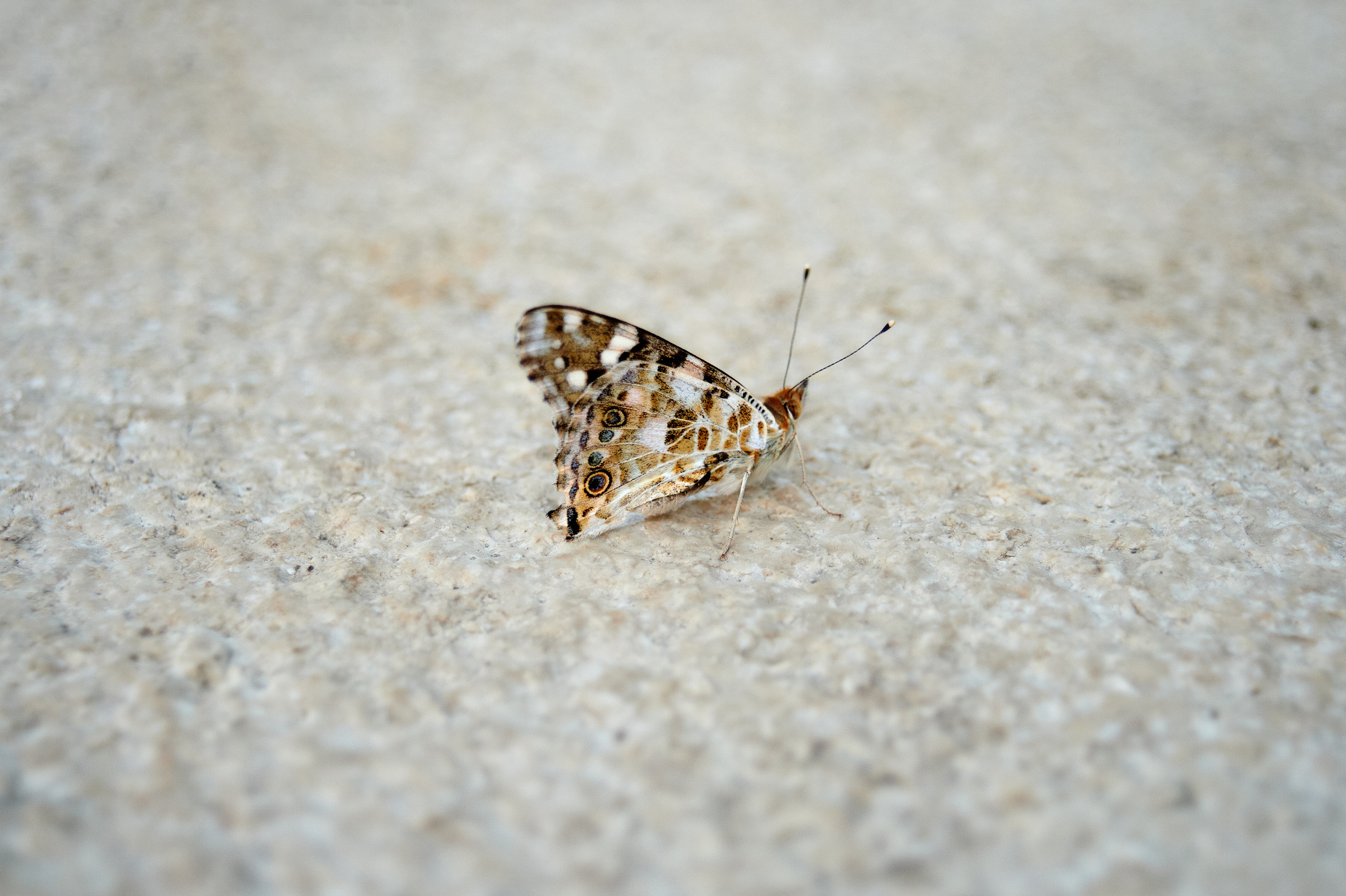 Снимки для продажи. Портретный, семейный и beauty фотограф в Краснодаре Артемий Сметанин