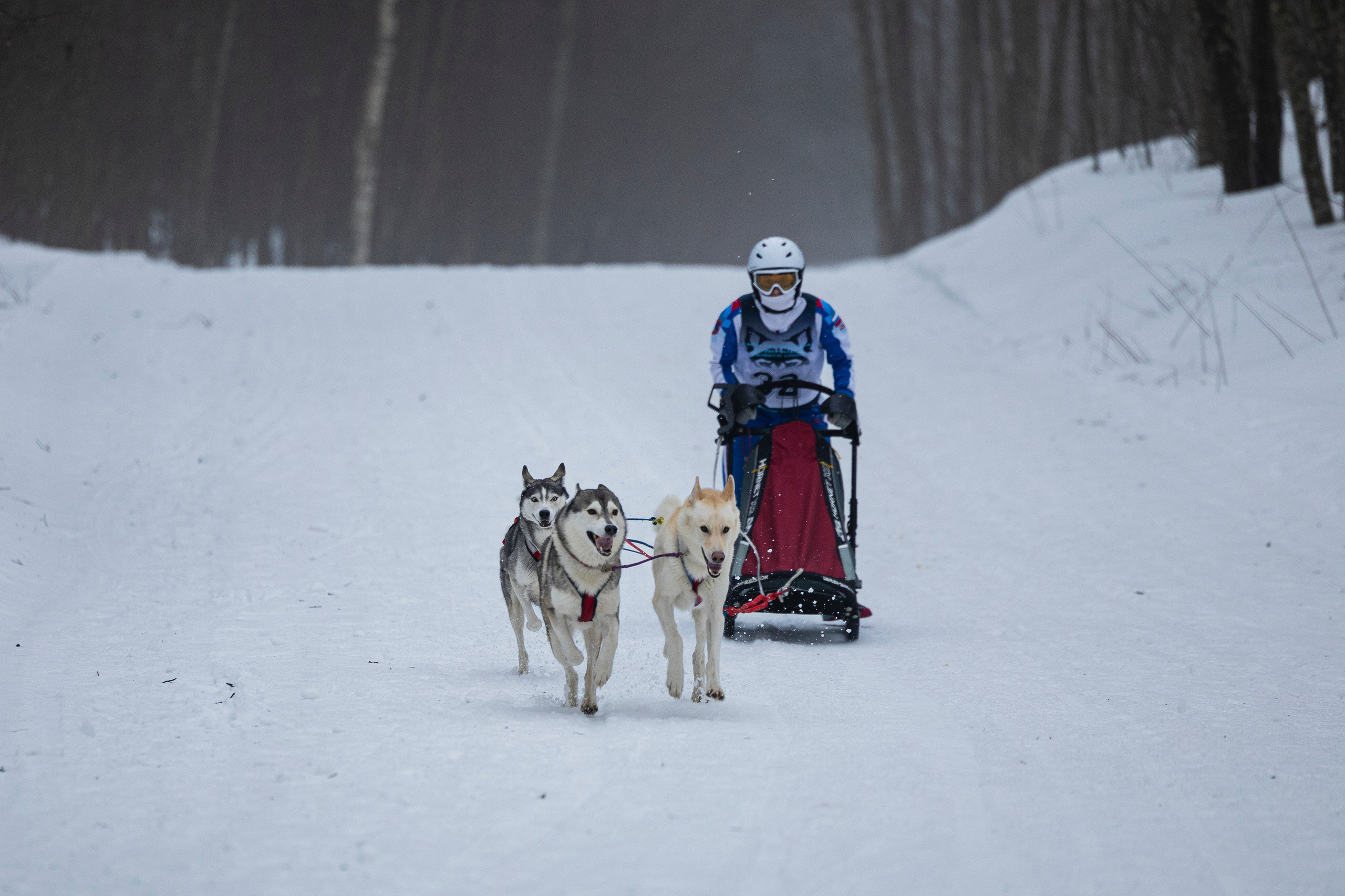 Зимний Чемпионат Санкт-Петербурга по ездовому спорту. Фотограф-анималист Анна Маринич