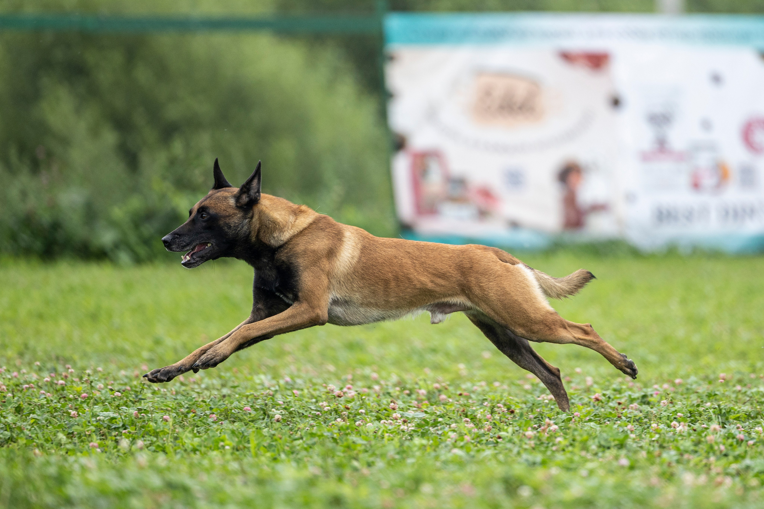 Соревнования по Мондьорингу г. Вологда 10-11.08.2024. Фотограф-анималист Анна Маринич
