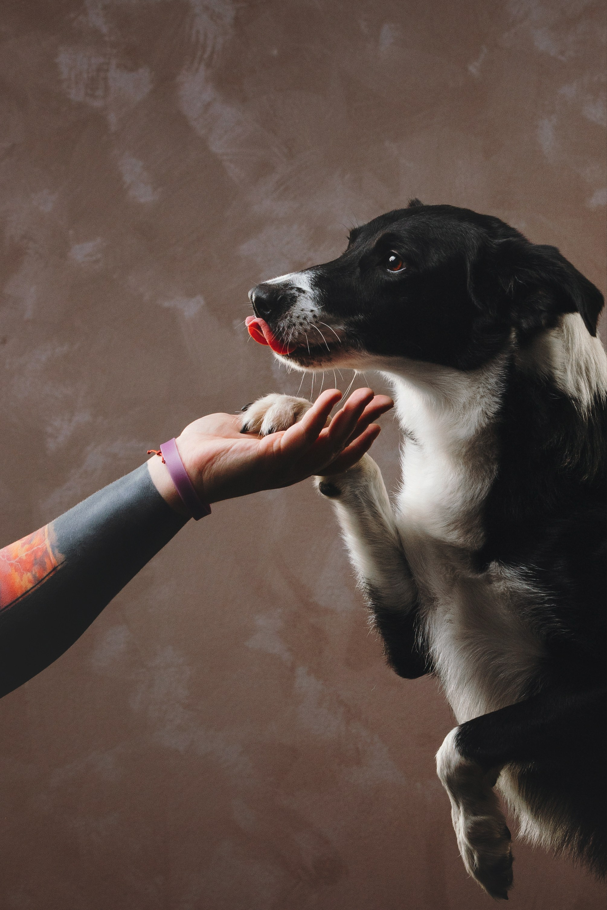 Бордер-колли. Фотограф анималист Осипчикова Мария