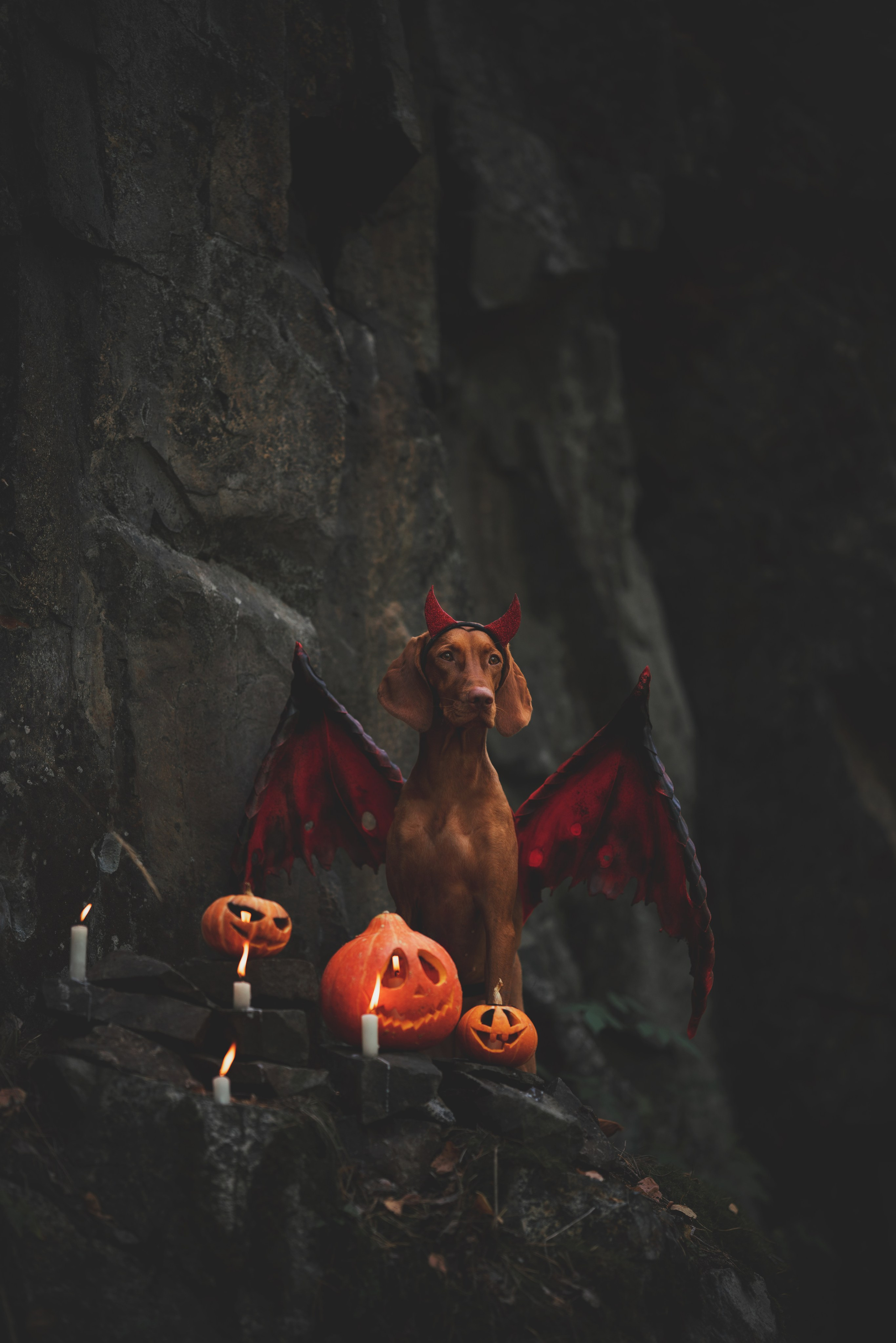 Трисс. Фотограф анималист Осипчикова Мария