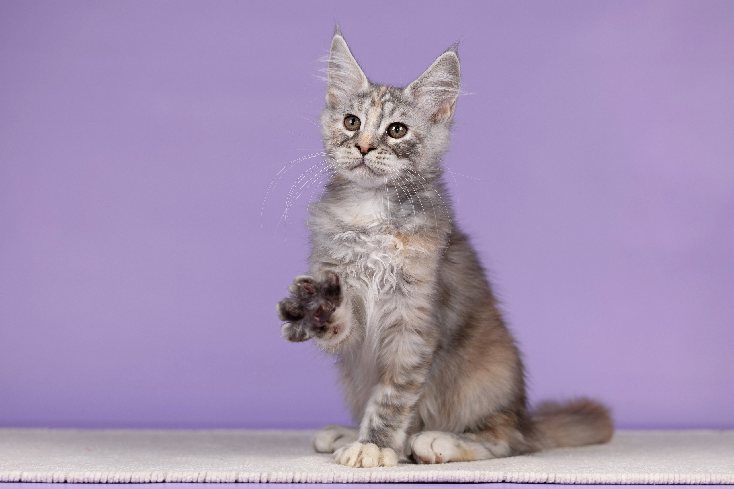 Котята в домашней студии. Фотограф анималист в Казани Алина Сулейманова. Фотограф животных
