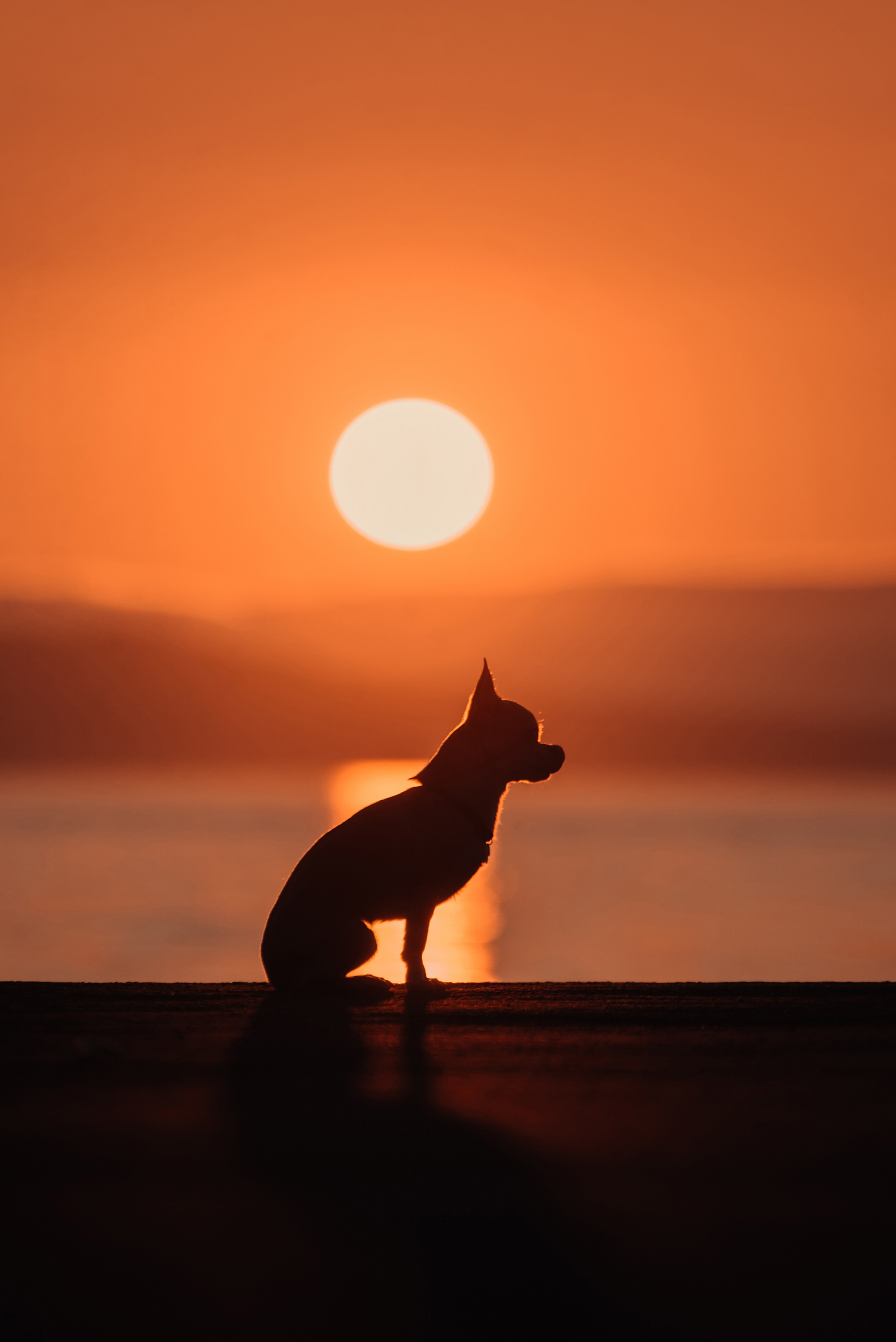 Прогулка: чихуахуа Хенни и Алина во Владивостоке. Портфолио