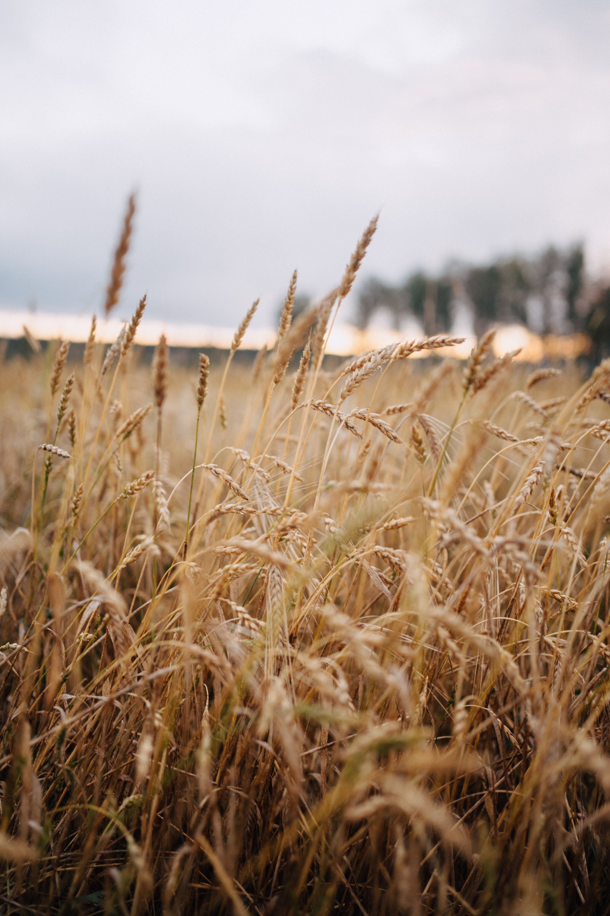 Дана и Арчи. Фотограф-анималист Анастасия Большакова