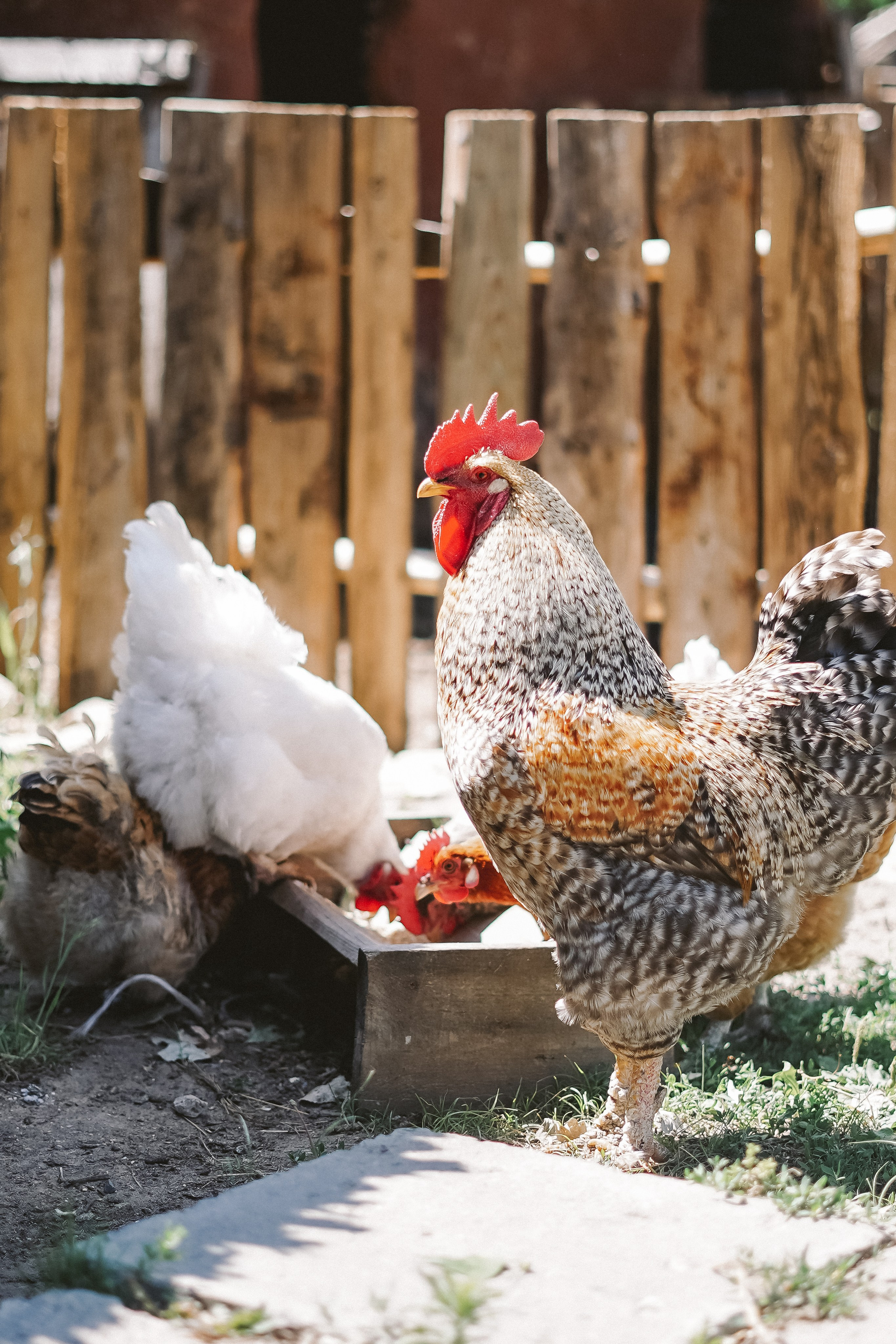 Казаки. Фотограф Валерия Крахмалева