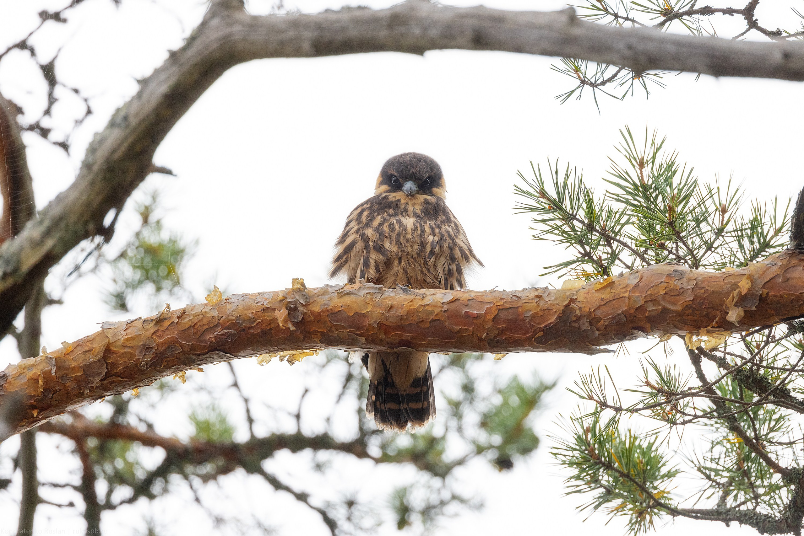 Чеглок. Архитектурный и пейзажный фотограф Кондратенко Руслан, Санкт-Петербург