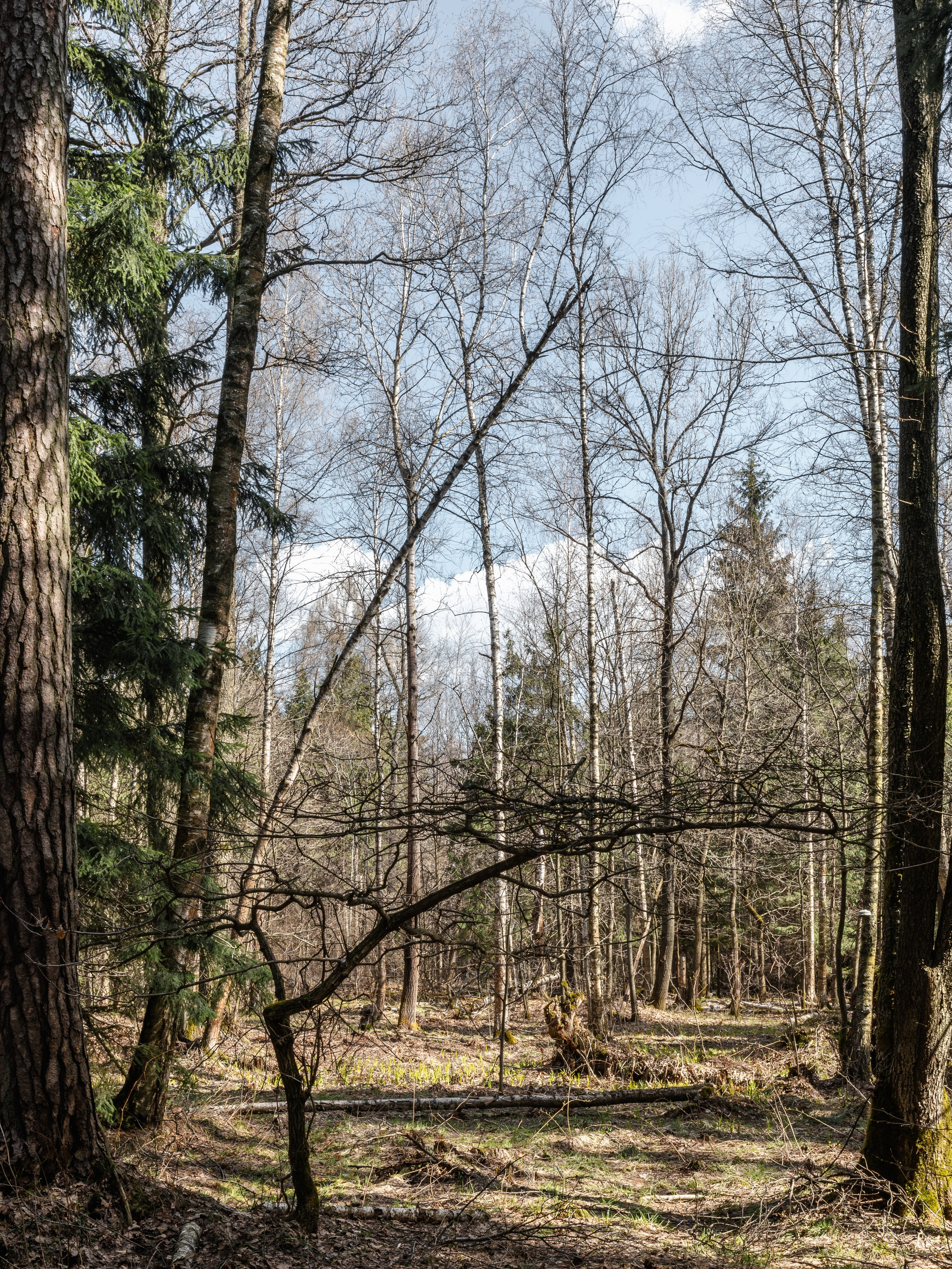 Лосиный остров. Май 2022. Фотографии