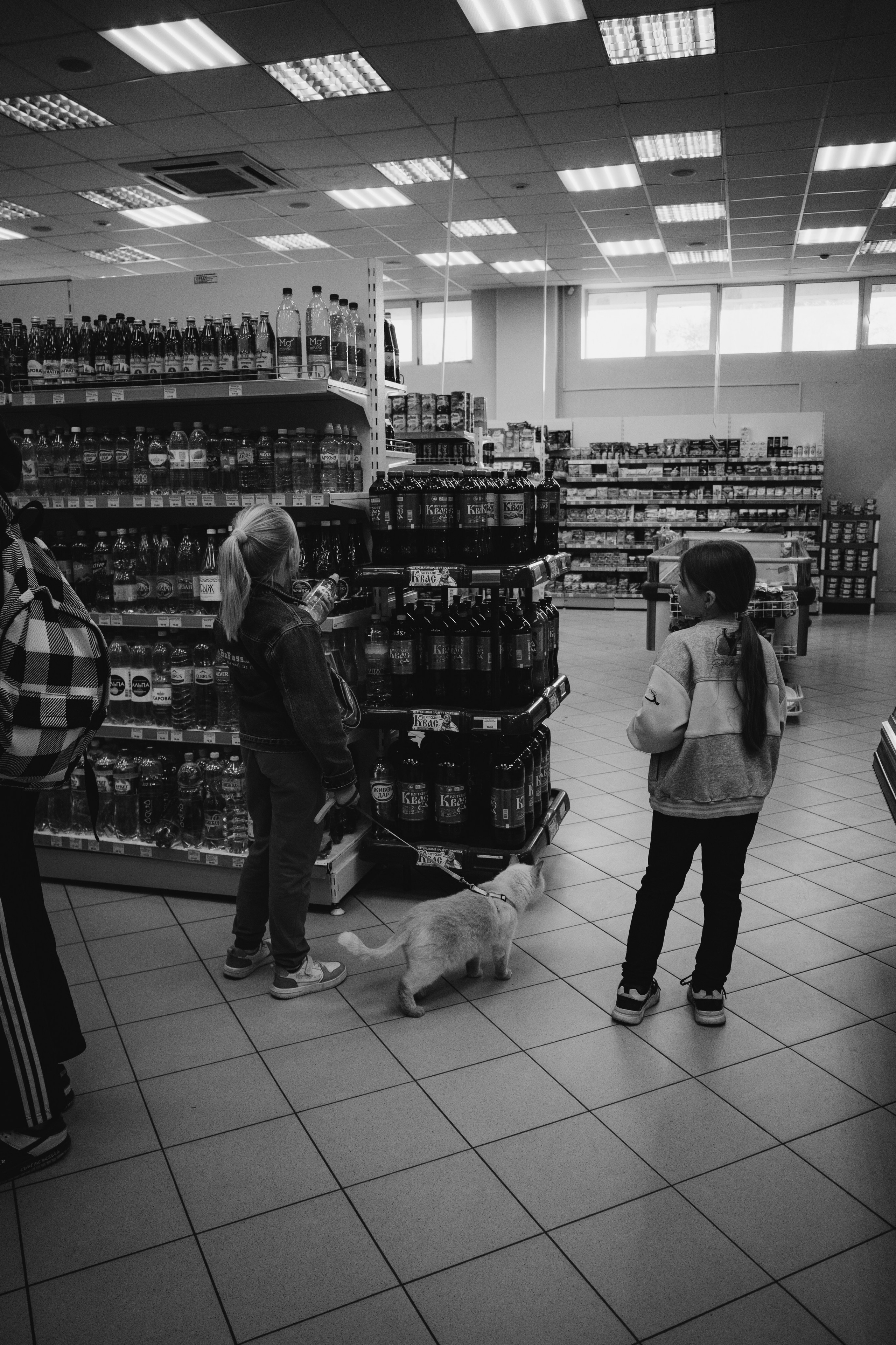 Кошки. Фотограф Александр Тихонов