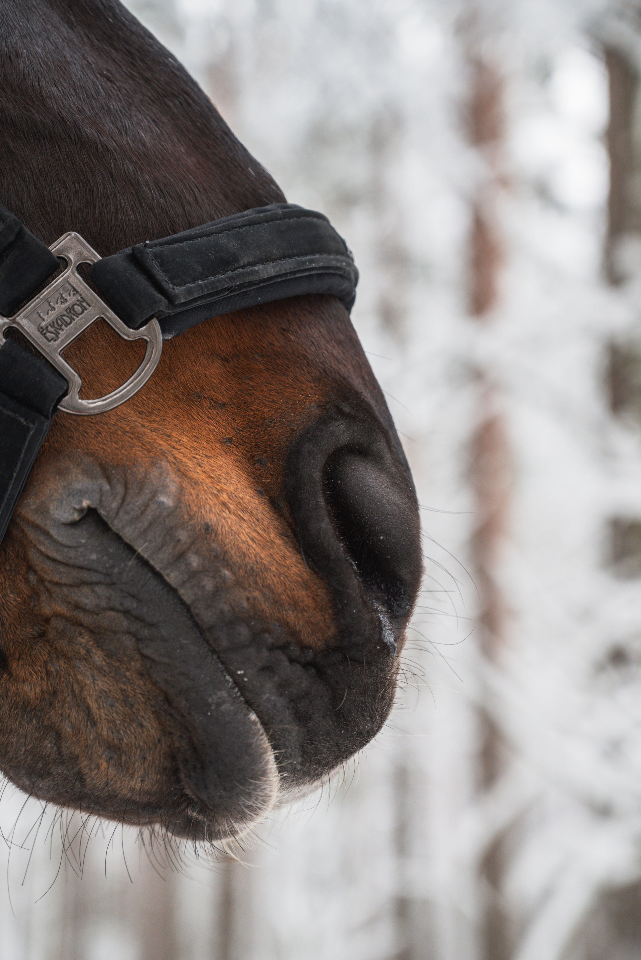 Лошади. Фотограф анималист