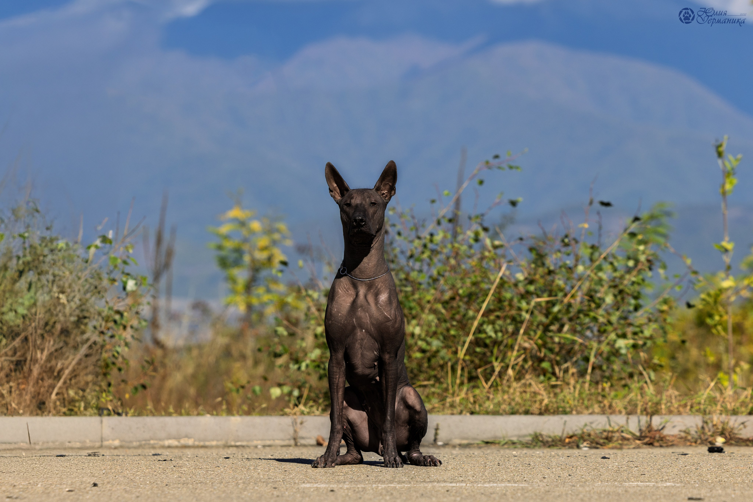 Грузия,Телави 2хCACIB 19-20.10.2024. Фотограф-анималист Юлия Германика