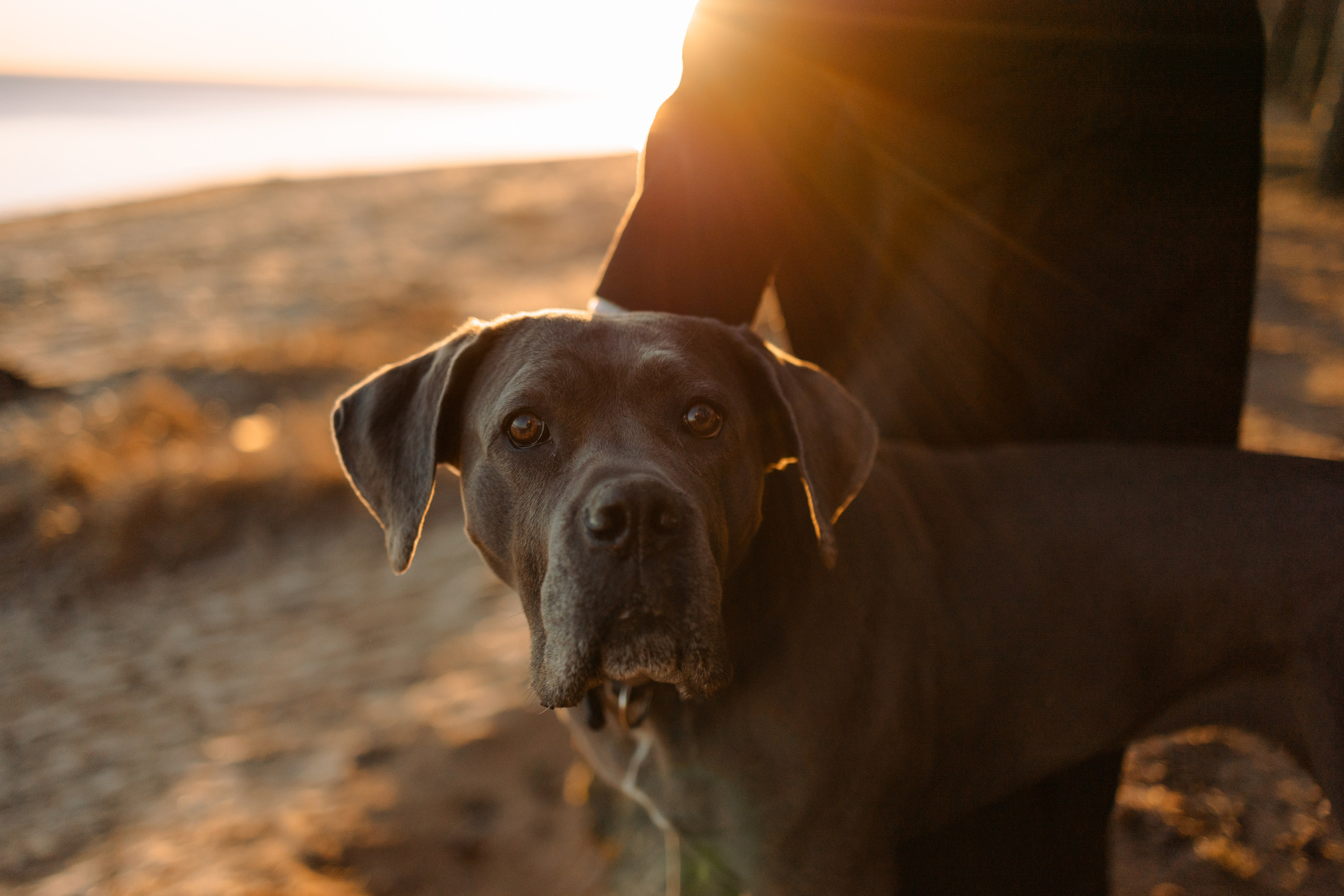 Анна и Лана. Фотограф — Анималист | Санкт-Петербург
