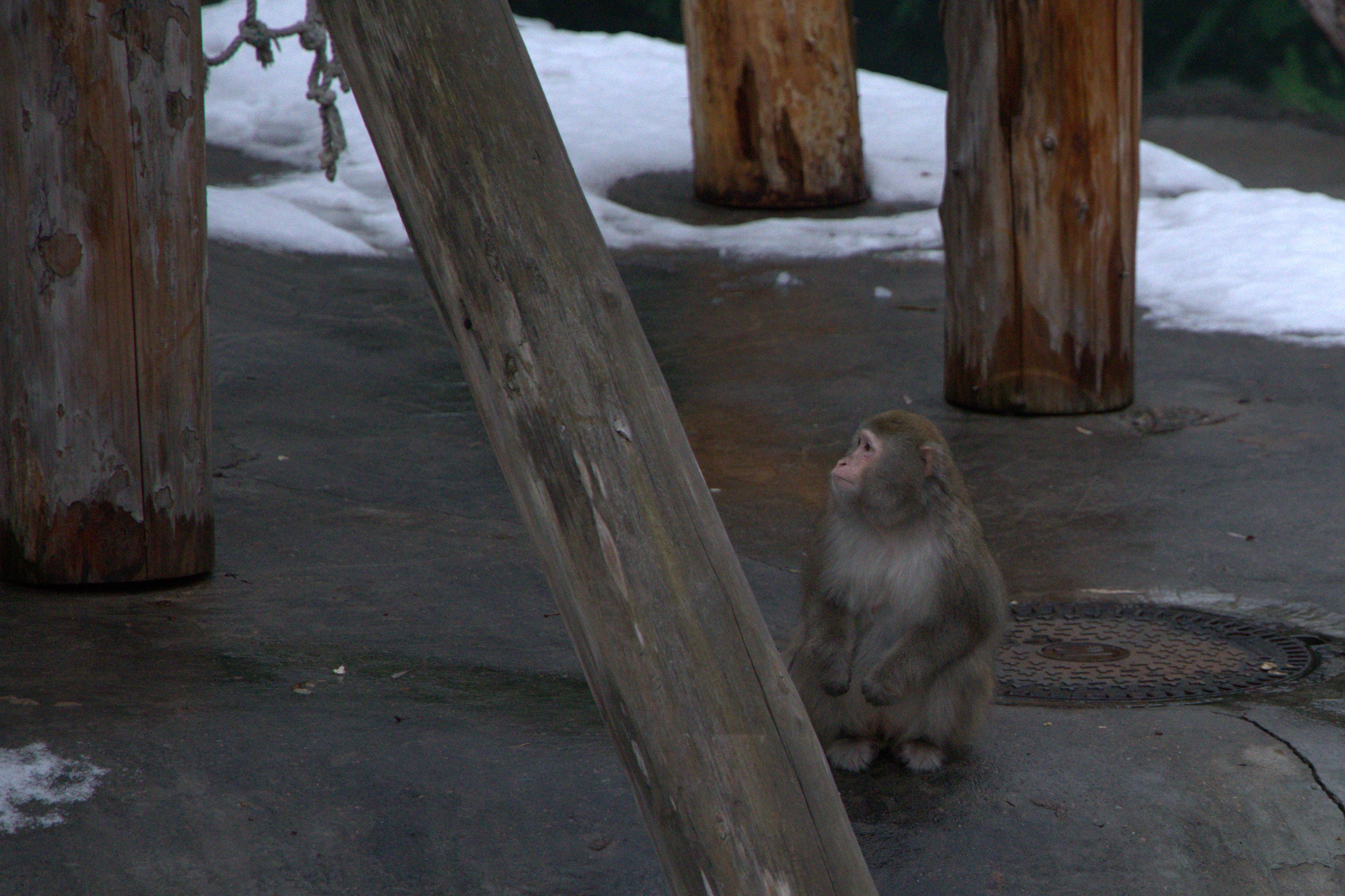 ЗООПАРК. ФОТОГРАФ В МОСКВЕ СТАНИСЛАВ КОБЗЕВ