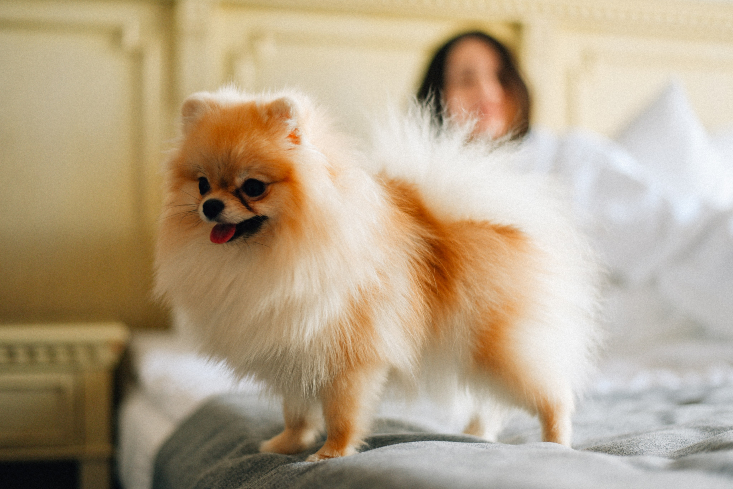 ARBAT HOUSE HOTEL. Фотограф Лола Волна, город Москва