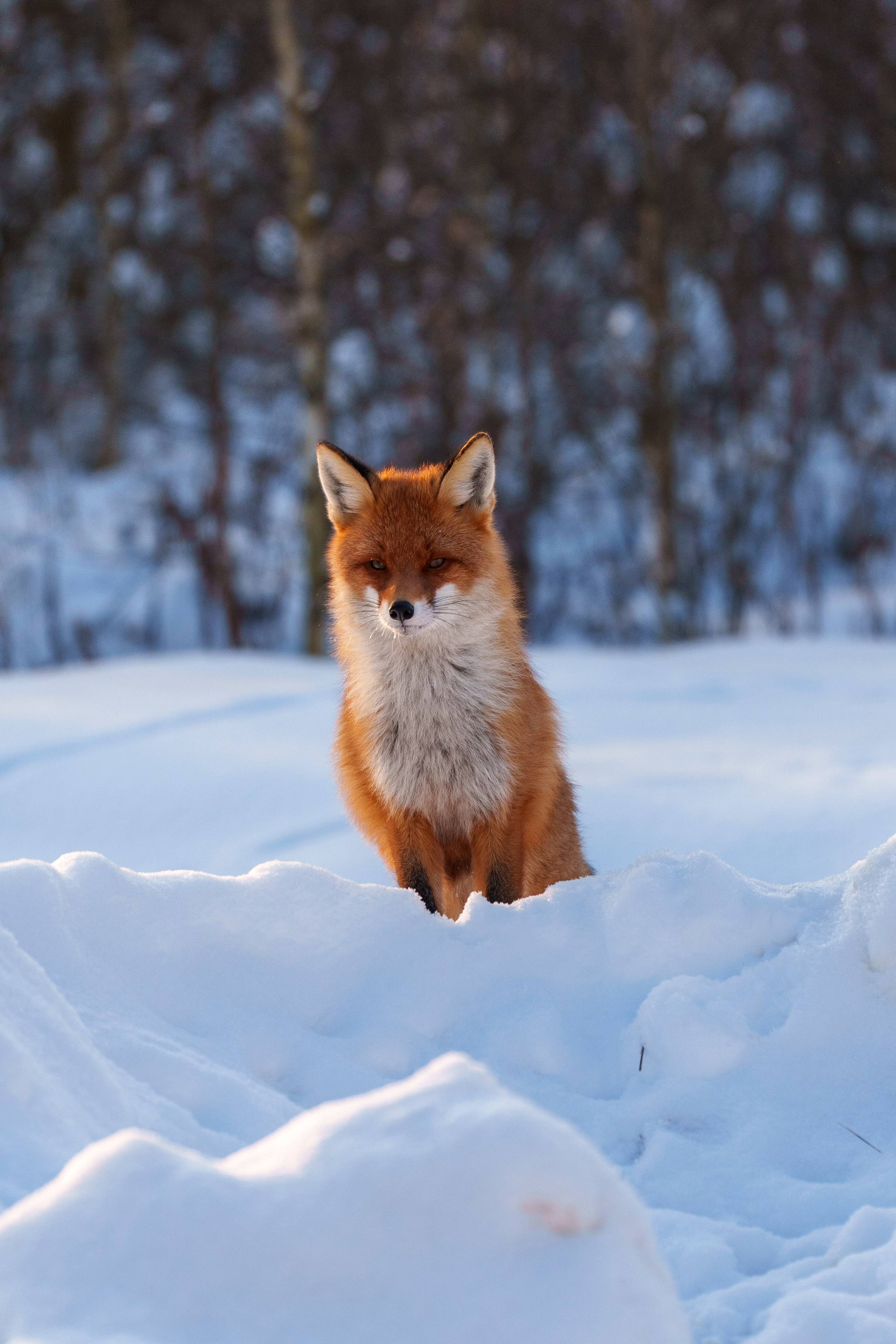 Animals — Животные